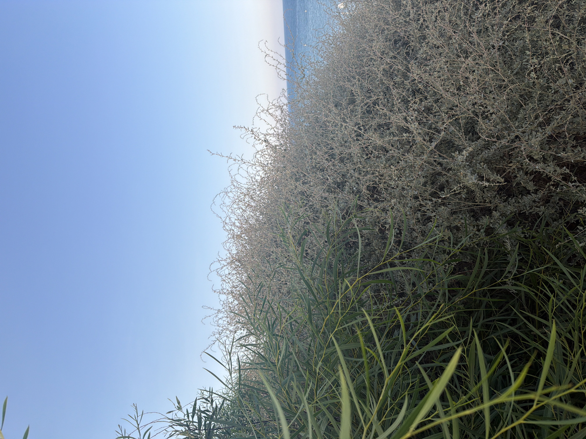 The image captures a natural scene by the coast in Meneou, Cyprus. In the foreground, a dense arrangement of greenery occupies the left side of the frame, characterized by long, slender, light green leaves with a slightly yellow tint. These leaves appear feathery and are densely packed, creating a lush visual texture.
Adjacent to this foliage, on the right, is a different type of shrubbery. This shrub is much more sparse and appears dry, with a muted greyish-green color. Its branches are thin and thorny, with small, clustered leaves. This contrasts sharply with the vibrant green of the other plants.
Behind the vegetation, the scene opens up to reveal the sea. The water is a deep, clear blue, stretching towards the horizon. A sliver of a sandy or rocky coastline is visible at the edge of the water, with a few small, white objects that could be buoys or distant boats. The sky above is a clear, pale blue, transitioning to a slightly deeper hue near the horizon. The overall impression is one of a tranquil, sun-drenched coastal environment. There are no people or man-made structures clearly visible in the immediate foreground or midground, suggesting a natural or minimally developed area.