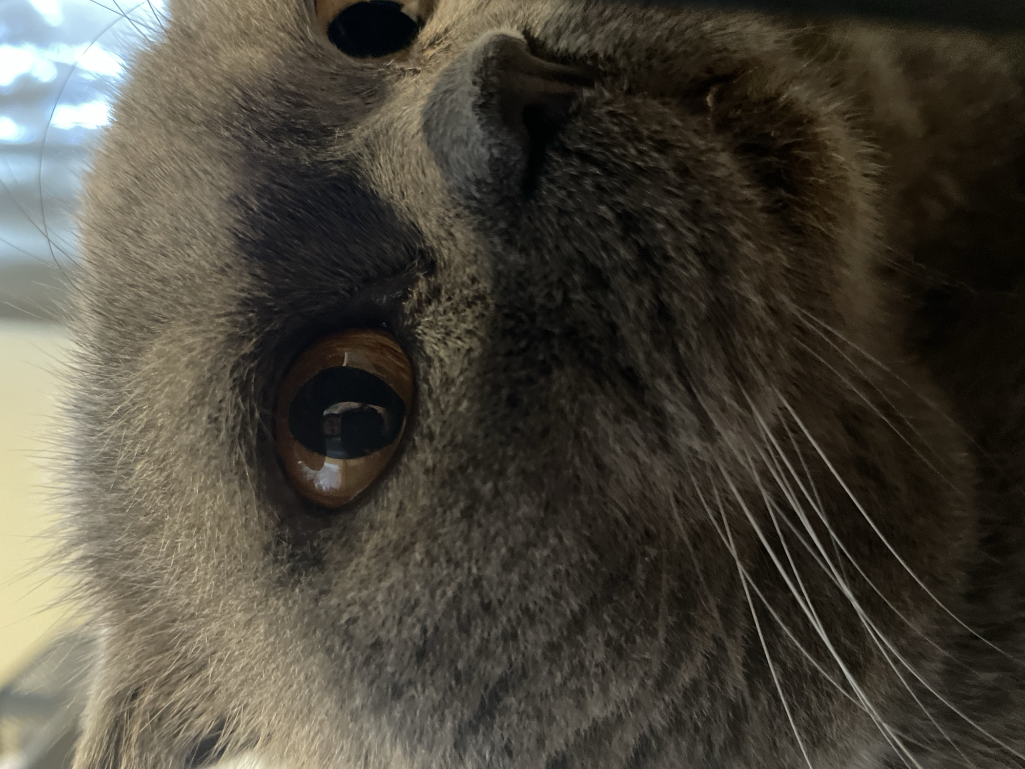A close-up, eye-level shot shows the face of a grey cat. The cat's fur is short and dense, with subtle tabby markings visible on its cheeks and forehead. Its eyes are large and round, with a warm amber color. The pupils are dilated, suggesting the cat is in a dimly lit environment. Prominent white whiskers fan out from the sides of its nose. The cat's nose is a dark, moist grey. The background is blurred, with hints of bright light from what appears to be a window. The overall impression is one of intense focus and curiosity from the feline subject.