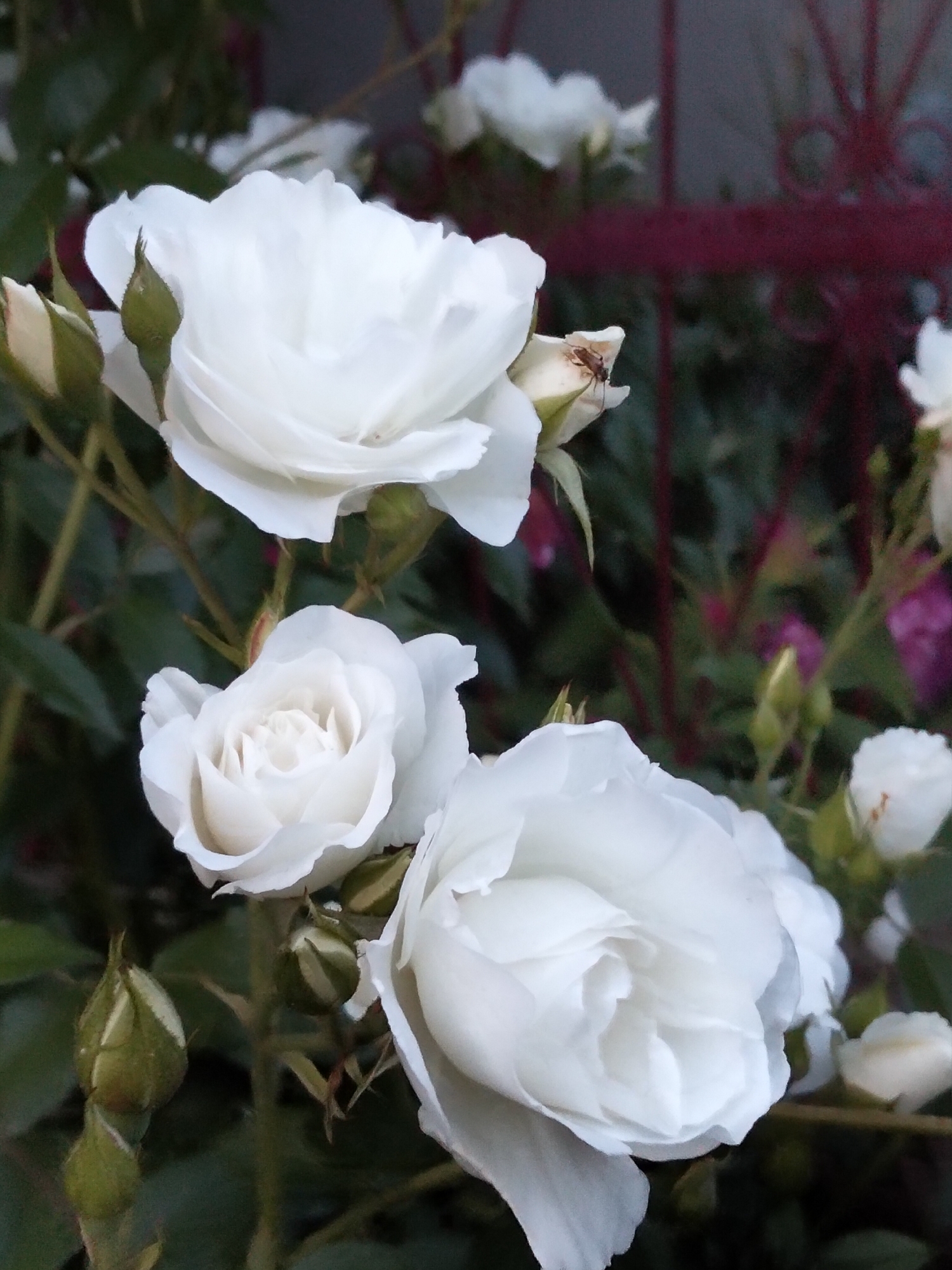 The image displays a cluster of white roses in various stages of bloom, set against a dark, out-of-focus background. Three prominent white roses are visible: one fully open in the upper left, a partially opened bloom in the center-left, and another large, nearly fully open rose in the lower right. Numerous green rosebuds are interspersed among the blooms and foliage. A small, light brown insect with translucent wings is observed resting on a white rosebud positioned to the right of the top-left rose. The background features dark green foliage, with hints of other blurry white and purple floral elements. A blurred, dark red metallic structure, possibly a fence or gate with curved details, is visible in the upper right quadrant. The scene is illuminated by diffused natural light. The location is in the city of Unknown, Unknown.