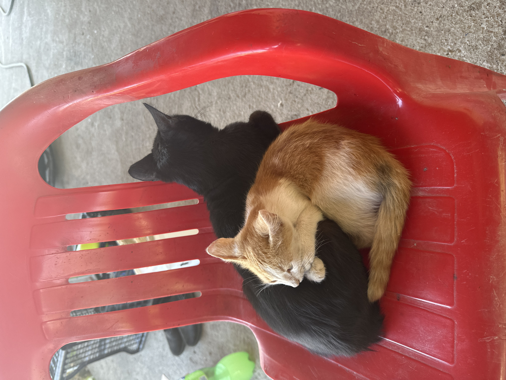 Two kittens are sleeping on a red plastic chair in Galiche, Bulgaria. A black kitten is curled around an orange and white kitten. The chair is outdoors, with a concrete floor visible in the background.