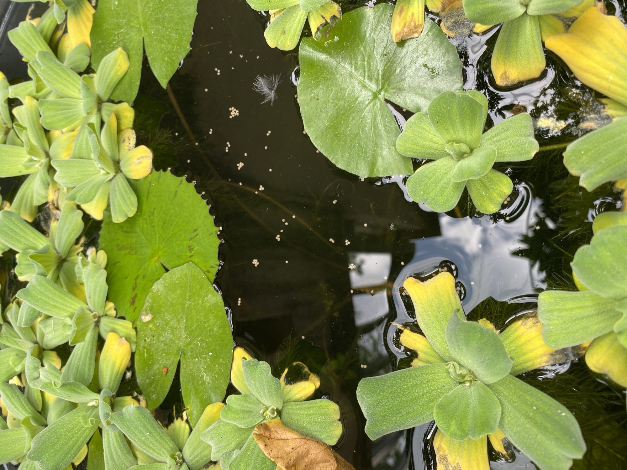 The image shows a close-up view of a water surface with floating plants. The plants are predominantly green with some yellowing leaves, and appear to be water lettuce (Pistia stratiotes) and possibly some lily pads. Small, light-colored specks, possibly food particles or insect eggs, are scattered across the dark water. A single white feather is also visible floating on the surface. The overall impression is a natural aquatic environment, possibly a pond or a water garden. The specific location in the city of Lambaro Kueh, Indonesia, cannot be determined from the image itself, as there are no discernible landmarks or contextual clues to indicate this geographical placement.
