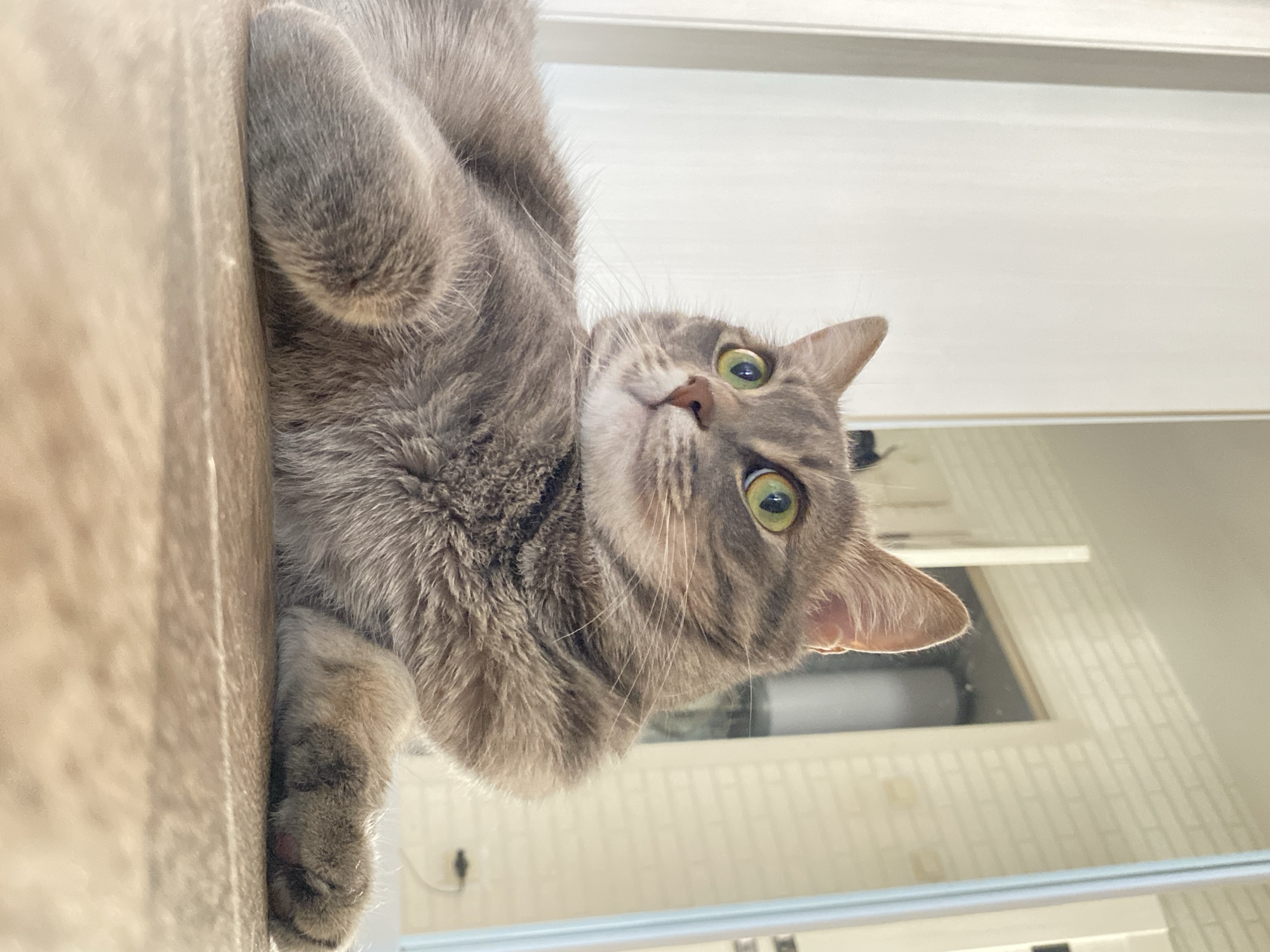A gray tabby cat with green eyes lies on a light brown surface. The cat is looking up at the camera with a curious expression. The background is a white wall with some visible structures. The location, Марковский, Russia, is not discernible from the visual content.