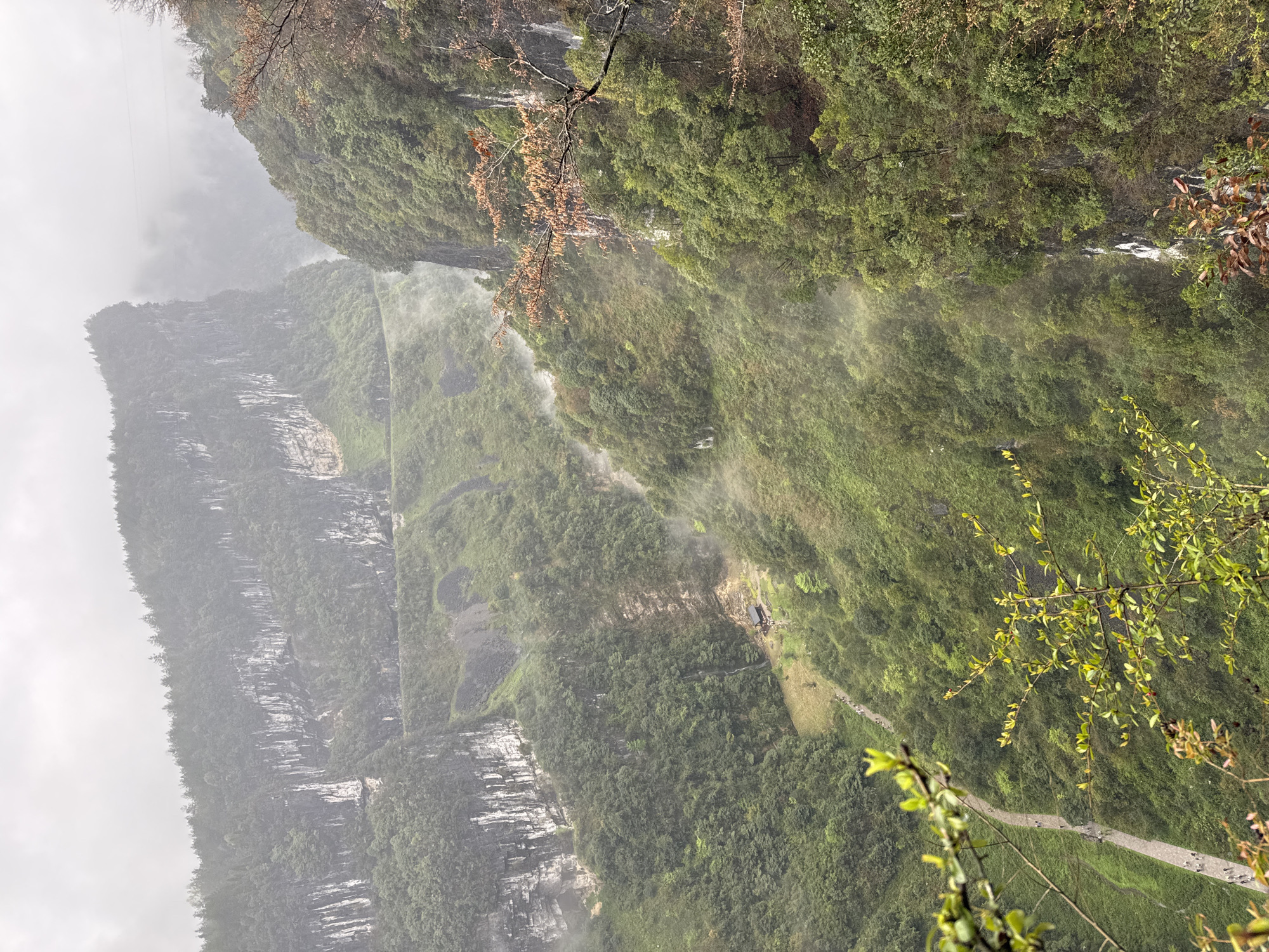 The image depicts a view within the city of Wulong District, China, featuring a cliff face covered in dense green foliage. Mist obscures parts of the scene. A rocky cliff is visible on the left. A path winds along the hillside, with small figures that appear to be people walking. The view is taken from an elevated position, looking down. Branches with leaves appear in the foreground.