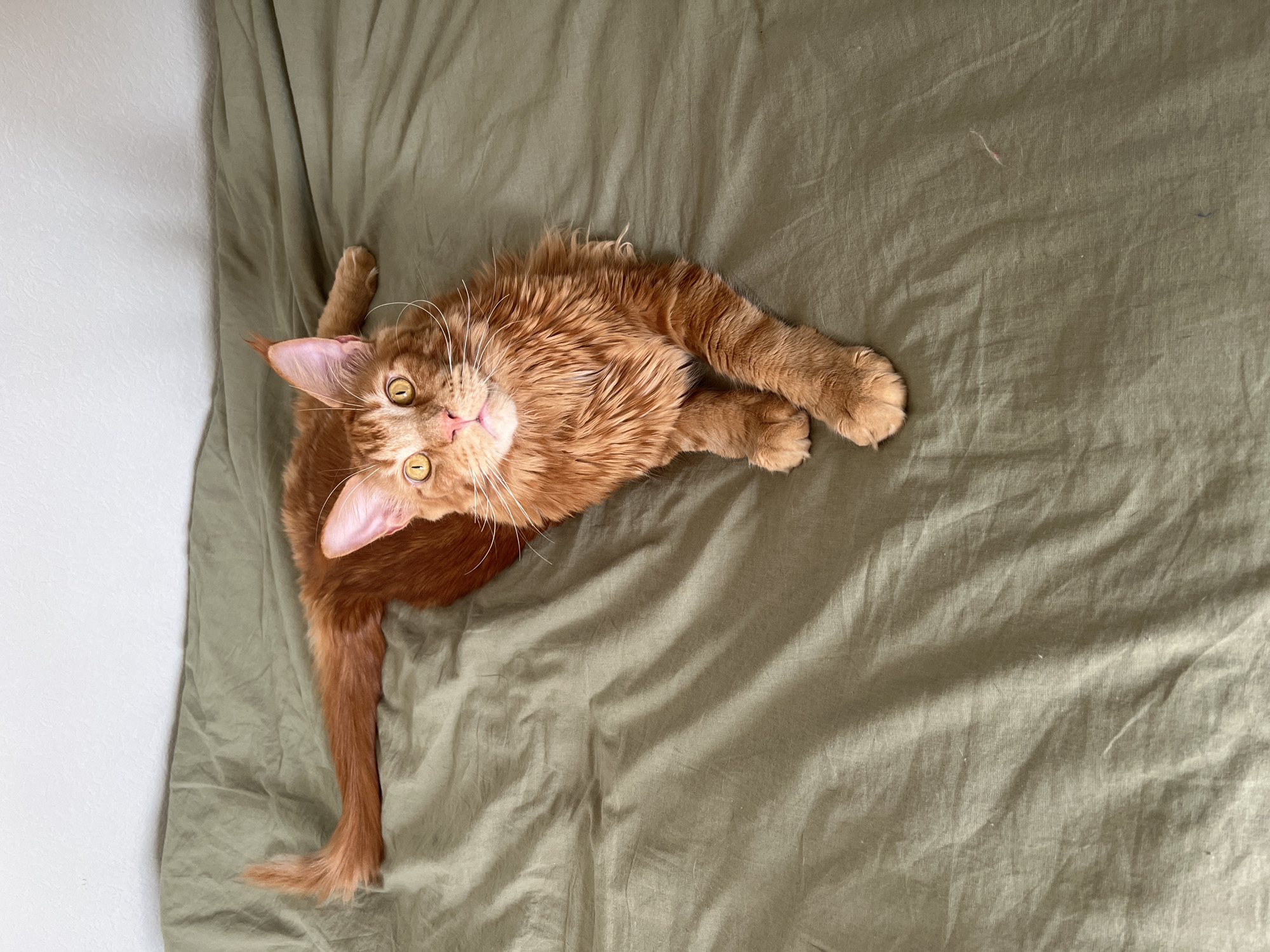 A ginger cat is lying on a wrinkled, light olive-green sheet. The cat is looking up at the camera, with its tail extended to the left. The upper-left corner of the image shows a light, off-white wall. There is no indication of the image's location being Saint Petersburg, Russia.