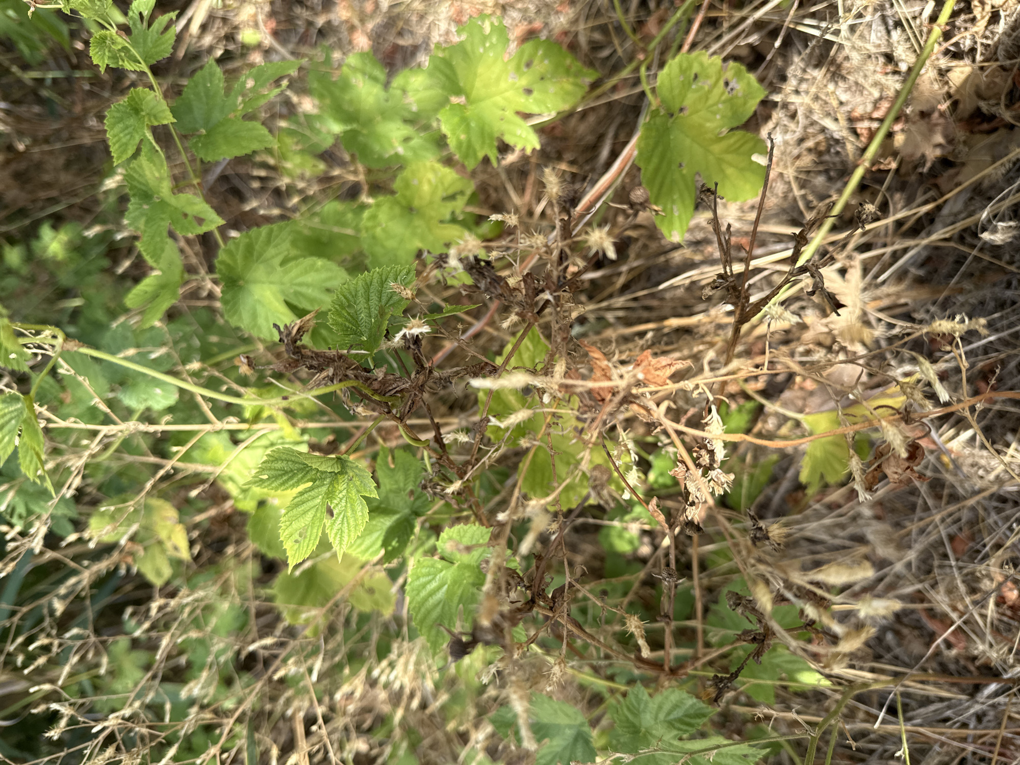 The image shows a close-up, eye-level view of a patch of dry grass and green foliage. The vegetation is densely packed, with thin, light-brown stalks of dried grass dominating the foreground and midground. Scattered among the dry grass are several vibrant green leaves with serrated edges, characteristic of a climbing plant such as hops. These green leaves are clustered on thin, wiry stems, some of which are also green, while others appear dried and brown. Several parts of the plant show signs of decay, with brown, withered stems and seed heads. The background is blurred, suggesting a natural outdoor setting, possibly a meadow or a garden edge. The lighting is natural, casting soft shadows and highlighting the textures of the plants. There are no people or animals visible in the image. The location is identified as being in the city of Орловка, Russia.