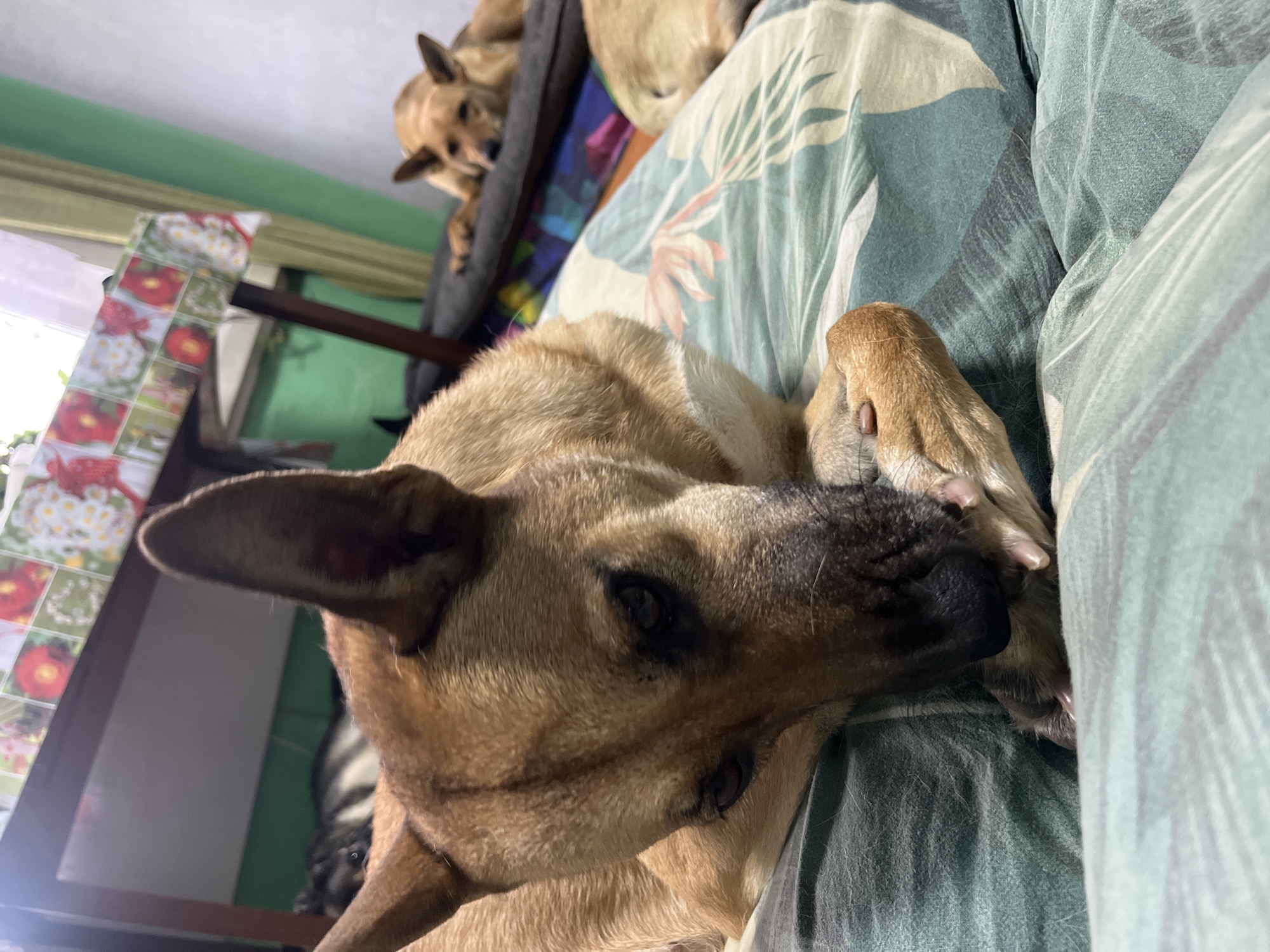 This media file shows a close-up, low-angle view of two tan-colored dogs resting on a bed or sofa covered with a patterned comforter. The foreground dog is mostly in focus, lying on its side with its head turned towards the viewer. Its fur is a light tan color, and it has dark brown eyes and black ears. Its paws are resting on the comforter. The second dog is visible in the background, partially obscured by the first dog and out of focus. It is also tan and appears to be lying down. The comforter has a pattern of green leaves and some lighter-colored abstract shapes. In the upper left of the image, a green wall and a window with what appears to be floral patterned fabric hanging beside it can be seen. A dark wooden table or shelf is also visible. The lighting suggests it might be daytime, possibly indoors. The overall mood is one of relaxation and rest for the animals. There is no visible text in the media file.