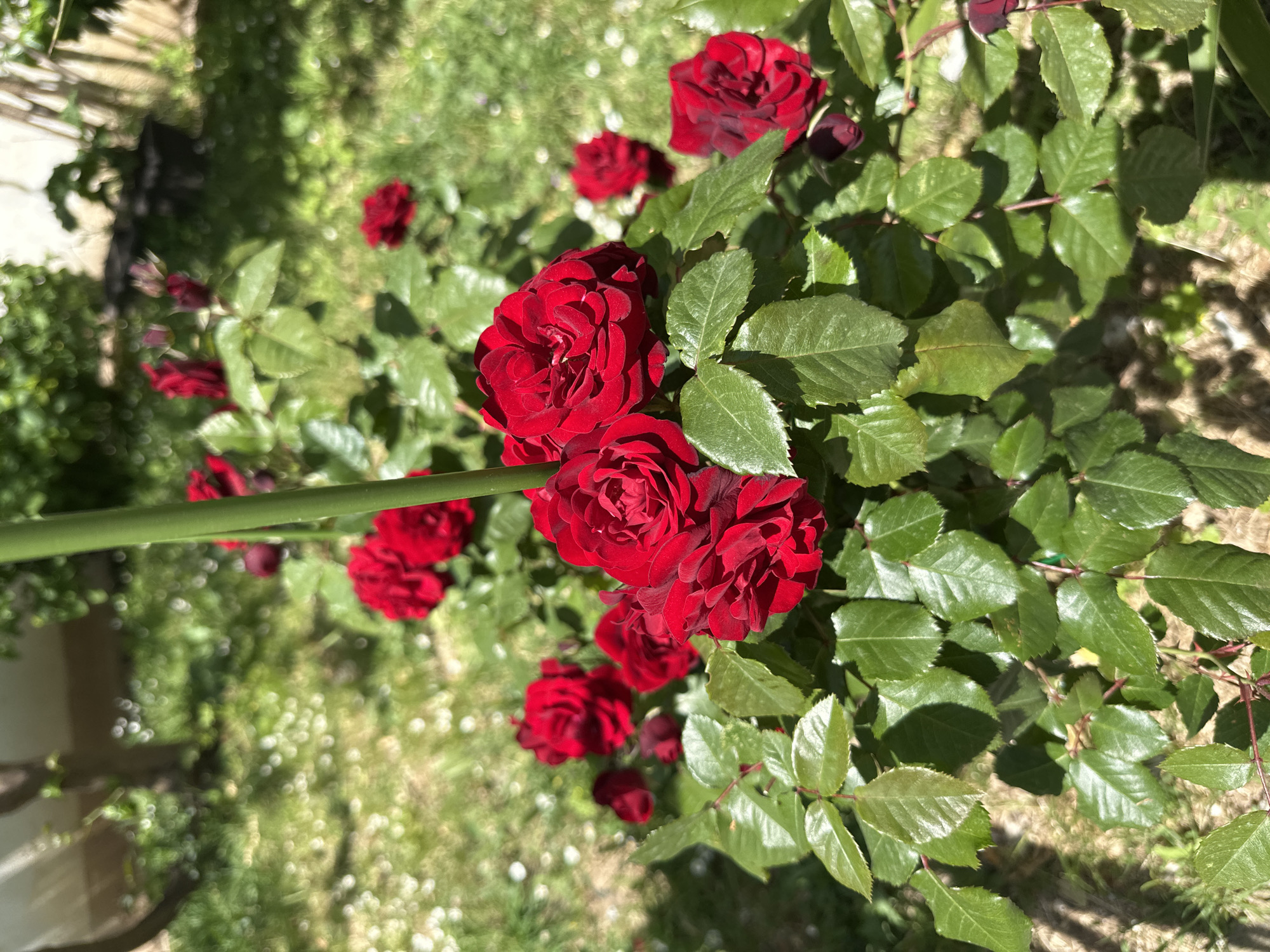 A high-angle, sunlit scene captures a cluster of deep red roses in Budva, Montenegro. The roses are in full bloom and surrounded by lush green leaves. Several other roses are scattered across the background, which consists of grass and small white flowers. A thick green stem intersects the rose clusters. The scene is bathed in bright daylight, casting shadows.