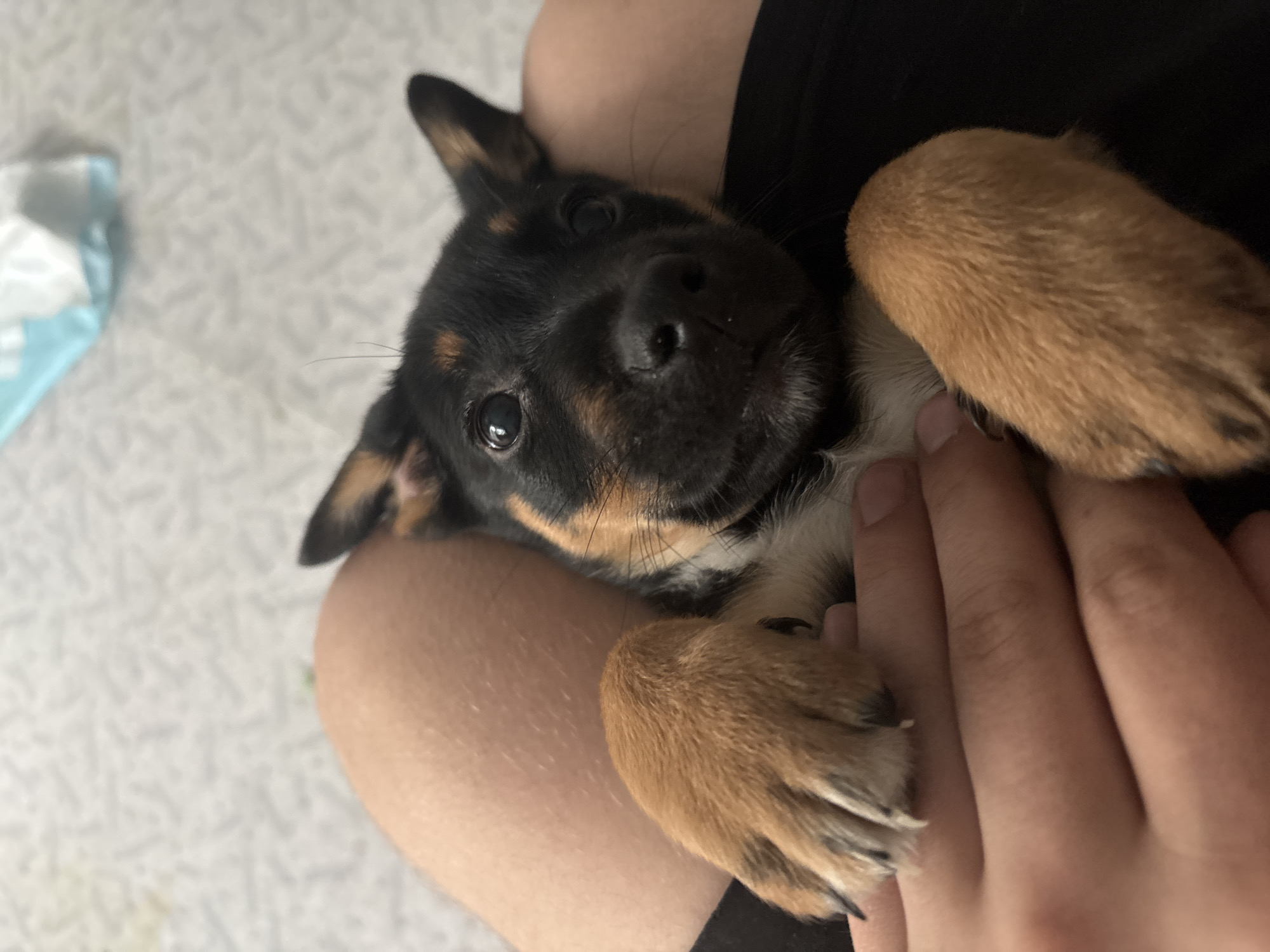 An adorable puppy is cradled in a person's lap. The puppy, with black and tan fur and large, expressive eyes, looks directly at the camera. Its front paws are resting on the person's hands, one paw held gently by fingers. The background is blurred, showing a textured surface and a hint of a light blue and white object. The image appears to be taken indoors.