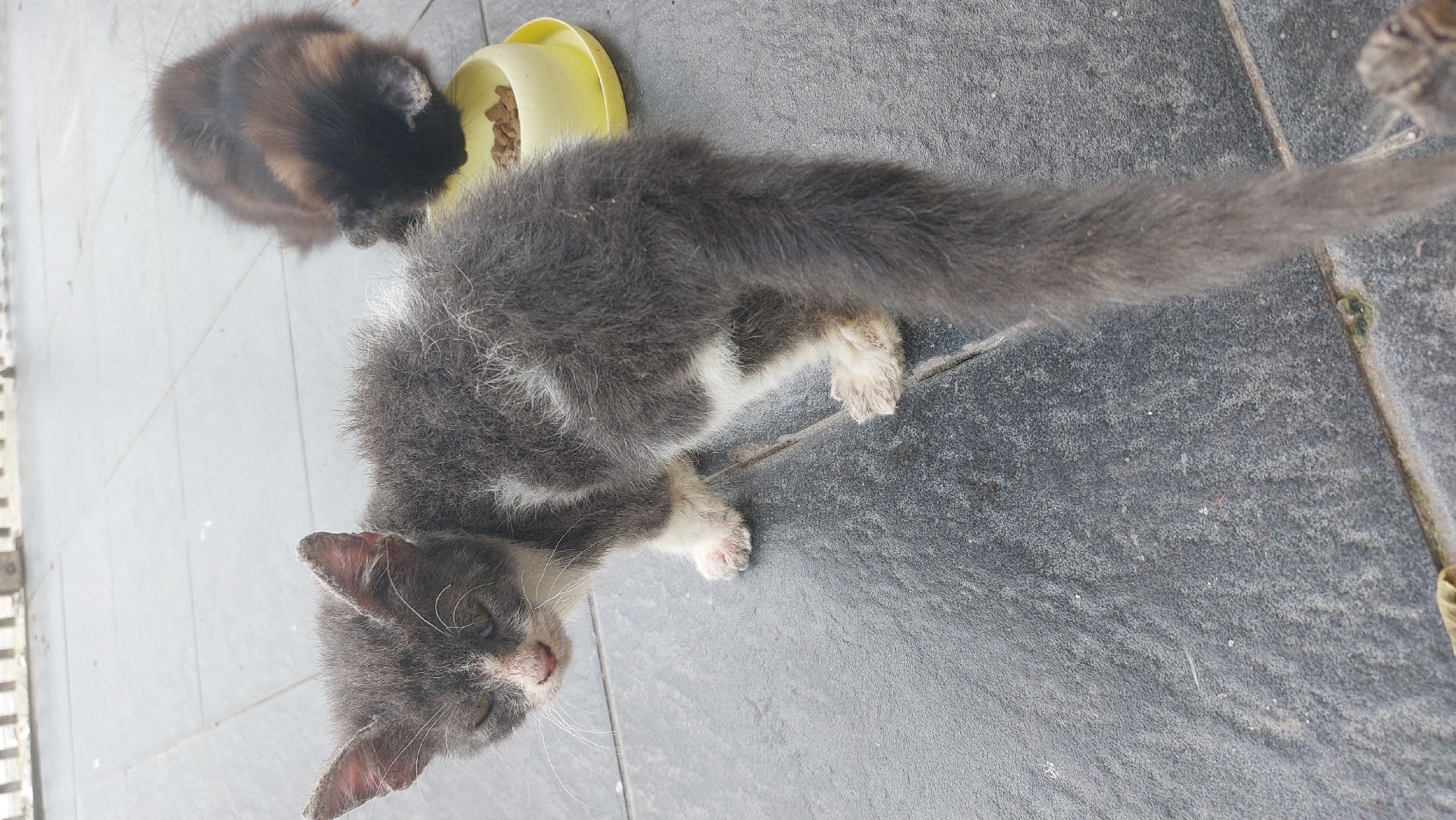 In the city of Bandar Setia, Indonesia, two kittens are seen on a tiled outdoor surface. The kitten in the foreground, predominantly grey with white markings, is facing left with its eyes partially closed. It has visible whiskers and its ears appear slightly dirty. Its tail is long and fluffy, extending behind it. The second kitten, a fluffy black and brown feline, is in the background to the right, with its head down, eating from a yellow food bowl. The ground is composed of large, dark grey tiles. A white railing is visible in the upper background.