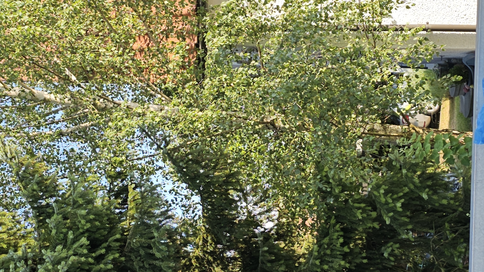 The media file displays a densely foliated birch tree with light-colored bark, partially obscuring a brick building and a balcony. Beneath the birch tree, numerous conifer trees are visible. The scene is outdoors, with a bright blue sky peeking through the leaves, suggesting daytime with clear weather. The sunlight filtering through the leaves creates dappled shadows on the foliage and the trees below. In the background, beyond the trees and foliage, a balcony with some potted plants and furniture is partially visible. There is also a glimpse of a white and red object, possibly part of a vehicle, and a section of a grey metallic structure on the right side of the frame, likely a railing or post. The overall impression is of a lush, green, and sunny environment, likely a residential area in Vöhringen, Germany, given the location context. No people are visible in the frame. The image appears to be a snapshot of a natural setting integrated with urban elements.
