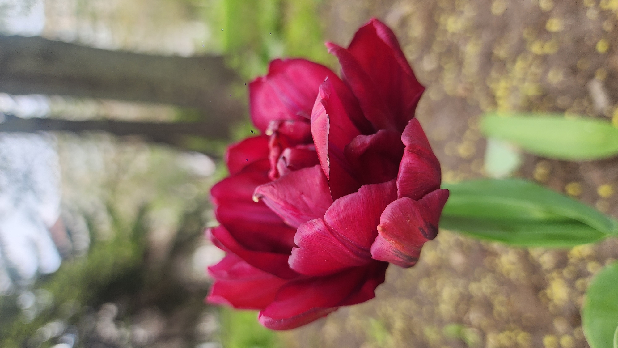 A close-up, slightly tilted shot of a dark red double tulip in bloom. The flower's petals are densely packed and textured, with a slight sheen. Two green leaves extend from the base of the flower. The background is blurred, showing hints of greenery and a light-colored ground with small, indistinct spots. The blurred background suggests an outdoor location, possibly a garden. The image does not contain any information about the location being Moscow, Russia or any people.