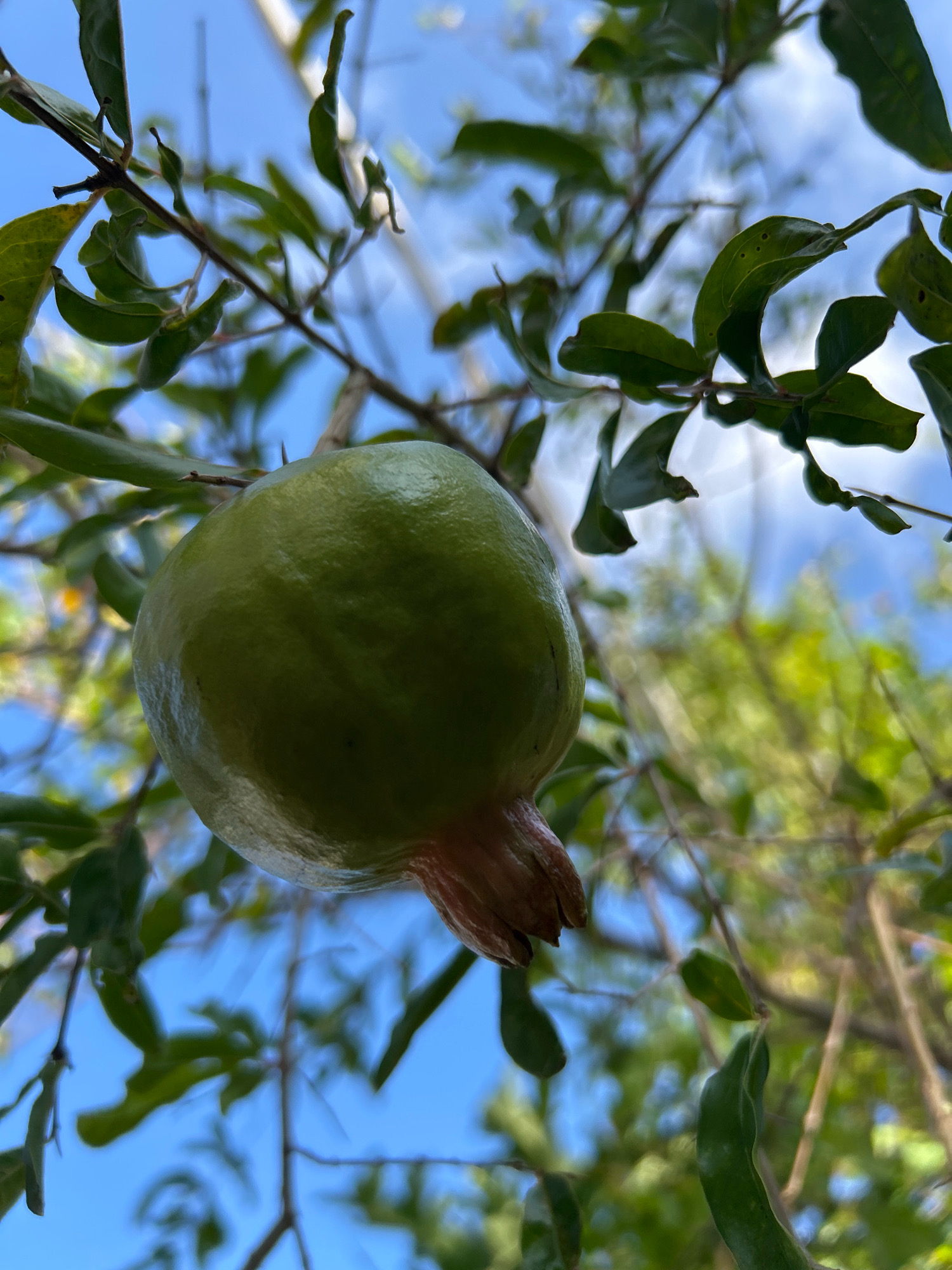 In Sabang, Indonesia, a single, unripe green pomegranate hangs from its branch amidst a canopy of green leaves. The fruit, a pale green with a slightly textured rind, dangles against a vibrant blue sky, partially obscured by the foliage. Sunlight filters through the leaves and branches, creating a dappled effect on the scene. The angle of the shot looks upwards, emphasizing the fruit and its natural setting. The background is a blur of green and blue, suggesting a lush, natural environment.