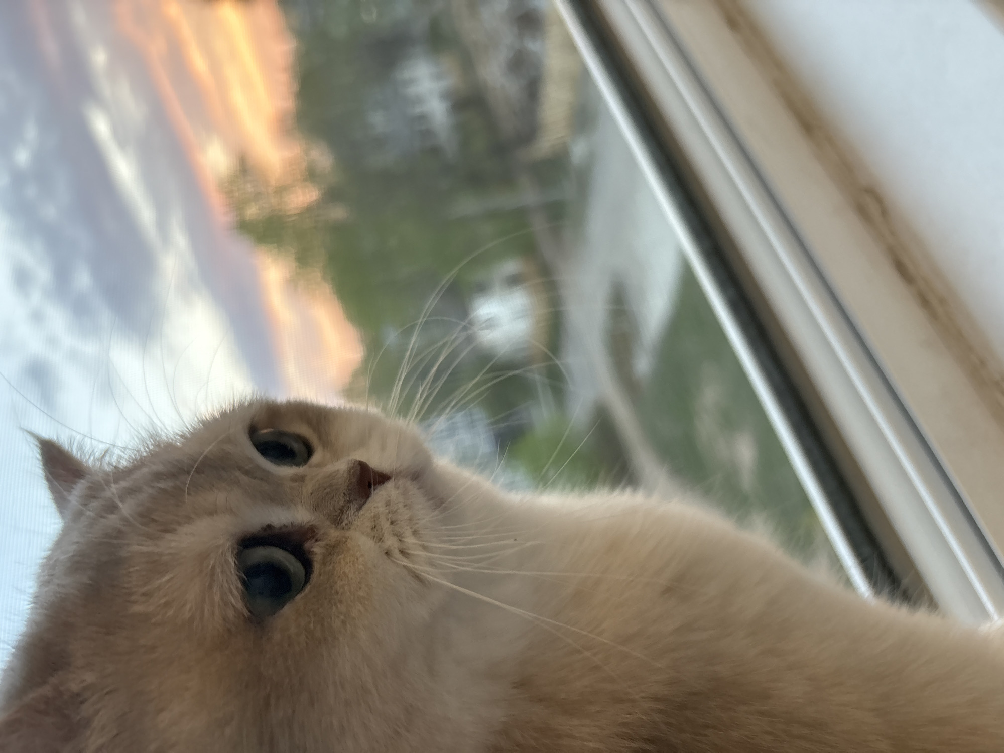A close-up, slightly angled shot captures a light-colored cat resting near a window. The cat has greenish-blue eyes and a pink nose. The window shows a blurry background with hints of greenery and what appears to be a sunset or sunrise with orange and pink hues. The window frame is visible along the side.
While the image lacks specific details to definitively confirm its location as Chaikovsky, Russia, no elements contradict that possibility. Without additional context or markers, it's impossible to ascertain the precise location.