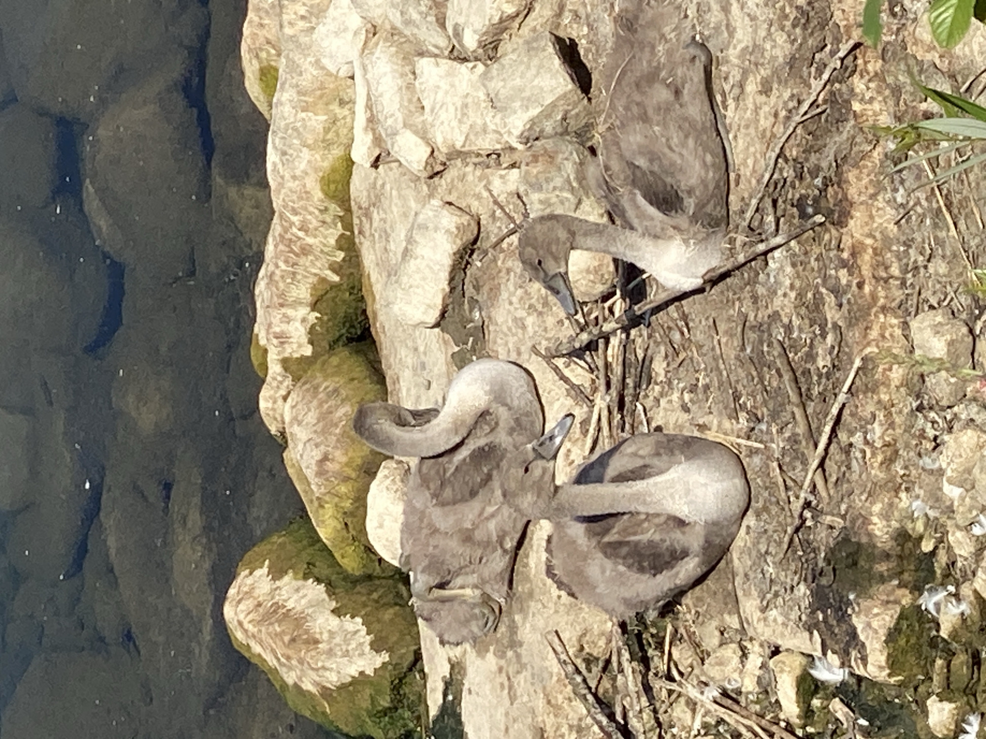 Three young swans are resting on a rocky embankment near a body of water. The swans are a grayish-brown color and appear to be several weeks old. One swan is lying down, while the other two are sitting upright. The embankment is covered in rocks and twigs, and there are some white feathers scattered around. The water in the background is dark and appears to be shallow, with submerged rocks visible. The scene suggests a natural habitat for the swans, likely a pond or lake. Based on the information available, this scene could be located in the city of Purkersdorf, Austria, which is known for its natural beauty and waterways.