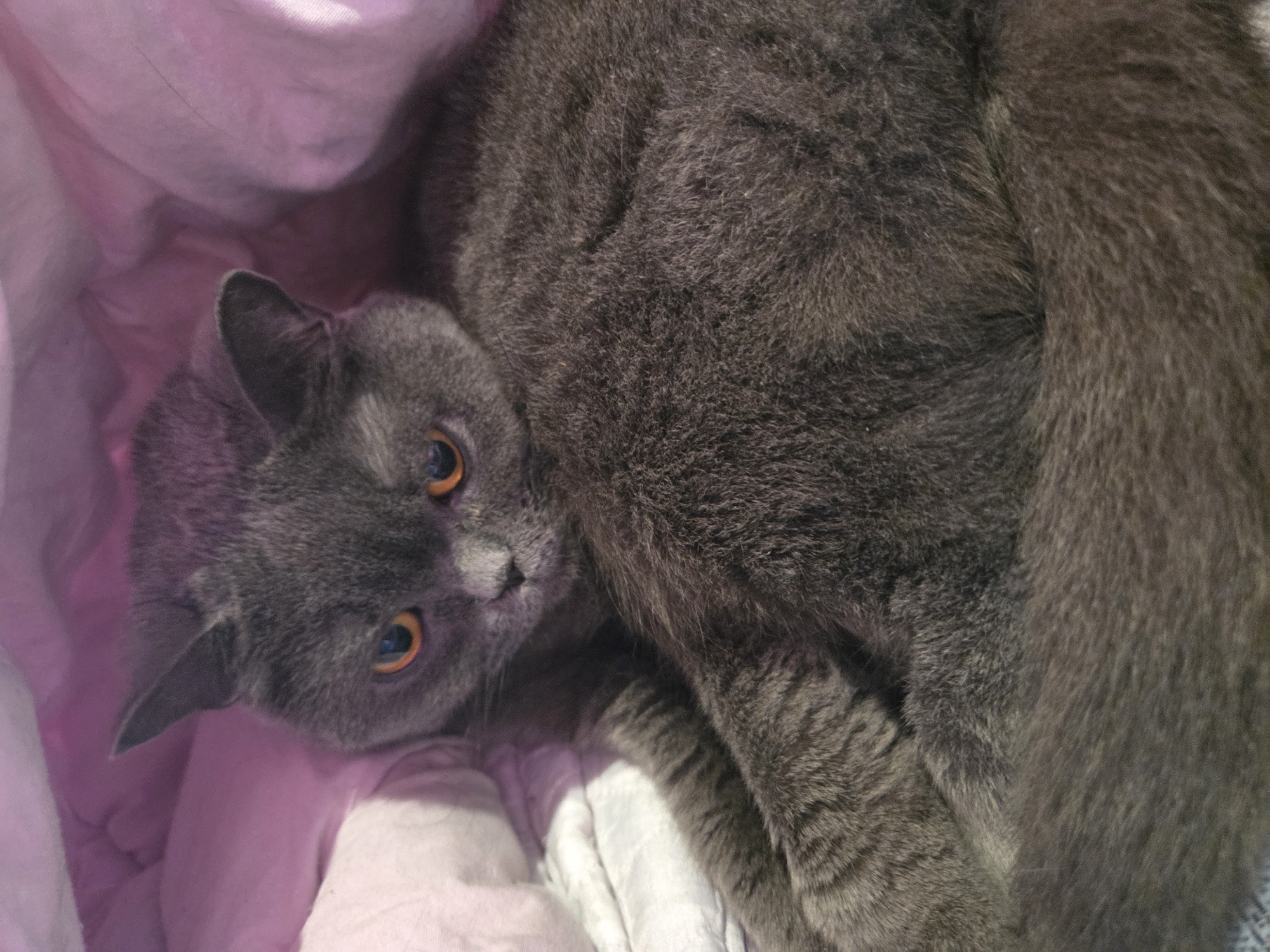 The image presents a close-up, high-angle view of a grey cat, likely a British Shorthair, resting indoors in Veliko Tarnovo, Bulgaria. The cat is curled up, with its head turned directly towards the camera, showcasing its prominent, round, bright orange or amber eyes. Its dense, short grey fur covers its body, which is nestled into soft bedding.
The background primarily features a ruffled, pink fabric or blanket on the left and upper parts of the frame, providing a soft contrast to the cat's fur. A smaller section of white fabric, possibly another blanket or sheet, is visible on the bottom right. The lighting is soft and ambient, suggesting an indoor setting without direct sunlight. The cat's expression appears calm and curious, observing its surroundings. No visible text is present in the image. The scene evokes a sense of comfort and tranquility.