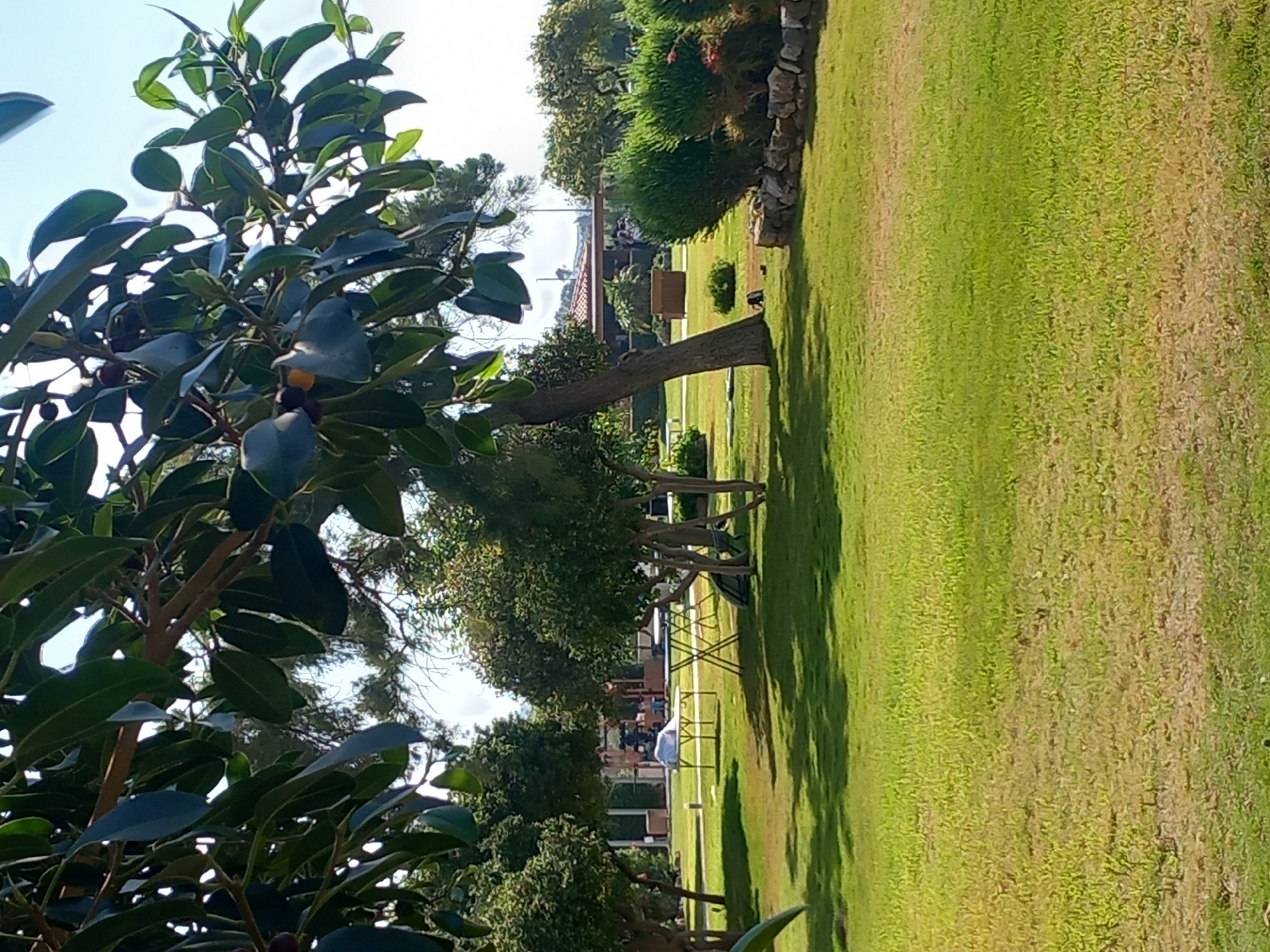 A picturesque park scene unfolds in the city of Kos, Greece, with lush green grass dominating the foreground. In the mid-ground, several trees with dense foliage are strategically placed, casting dappled shadows on the lawn. A white-covered table, likely set for a meal or gathering, sits between two metallic tables with X-shaped legs, suggesting an outdoor dining or relaxation area.
Further back, a building with a terracotta tiled roof is visible, hinting at a nearby structure or establishment. A small cluster of people can be observed in front of this building, their interactions unclear from this distance. To the right, a neatly trimmed green bush sits atop a low stone wall, adding a touch of manicured landscaping to the natural environment. The sky above is a pale blue with a hint of clouds, indicating fair weather.