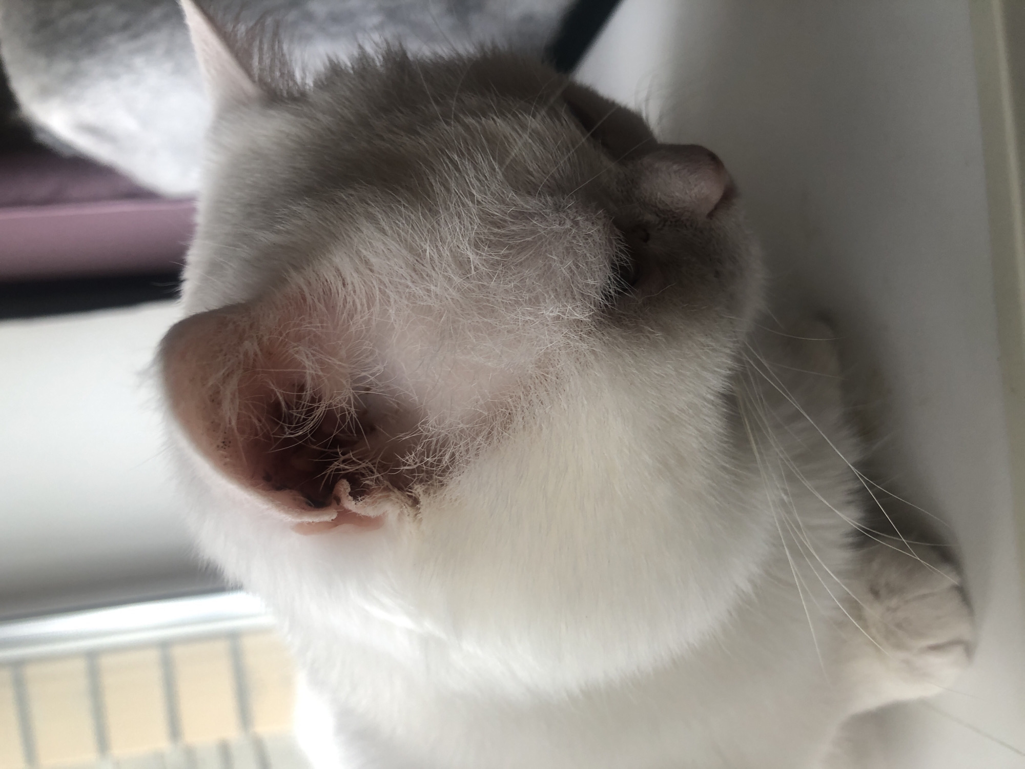 This is a close-up, overhead shot of a white cat lying down. The cat's head is tilted and its eyes are closed, suggesting it is resting or sleeping. The focus is on the cat's ear and the fur around its head. The ear appears to be a light pink color with some darker markings inside and on the edges. The cat's fur is white and fluffy.
The background is blurred, but hints of a windowsill and possibly blinds are visible, suggesting the cat might be resting on a windowsill. The lighting appears to be natural and somewhat diffused, possibly indicating daytime. There is no visible text in the image. The overall mood is peaceful and serene, capturing a moment of quiet rest for the animal.