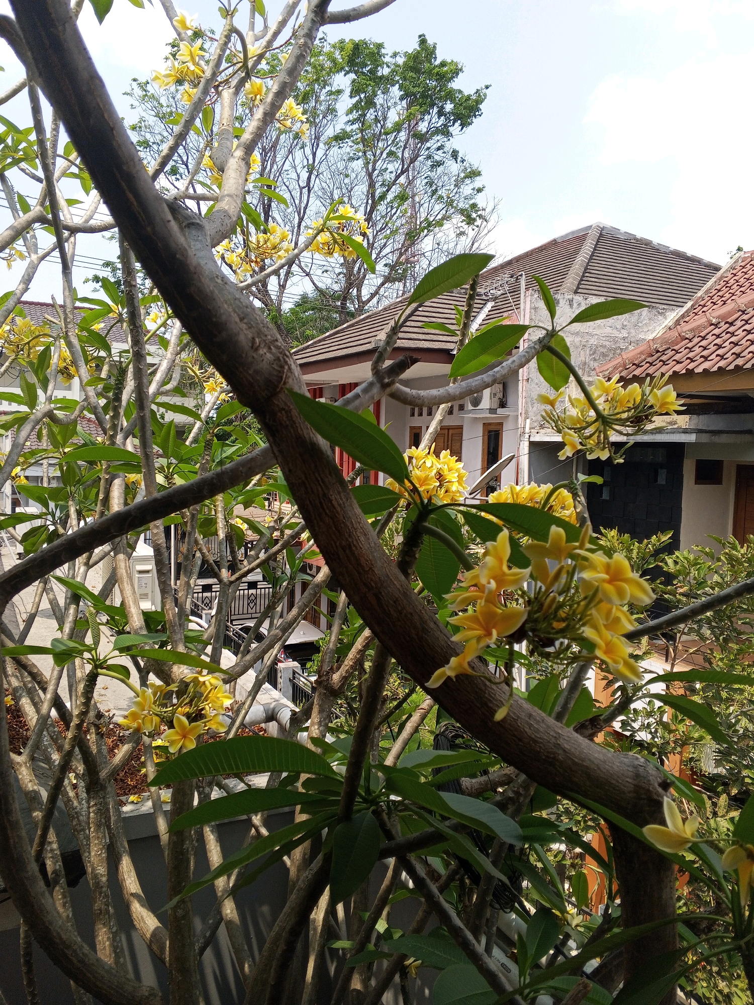 In Condongcatur, Indonesia, this image captures a view through the branches and yellow flowers of a plumeria tree, overlooking residential buildings. The foreground is dominated by the gnarled, gray branches of the plumeria tree, with clusters of delicate yellow flowers interspersed among its green leaves. Beyond the foliage, the scene reveals the tiled roofs of houses, some with exposed concrete walls and visible windows. In the background, a tall tree with sparser branches stands against a clear blue sky, suggesting an outdoor, daytime setting. The overall impression is one of a tranquil, residential environment with abundant natural greenery.