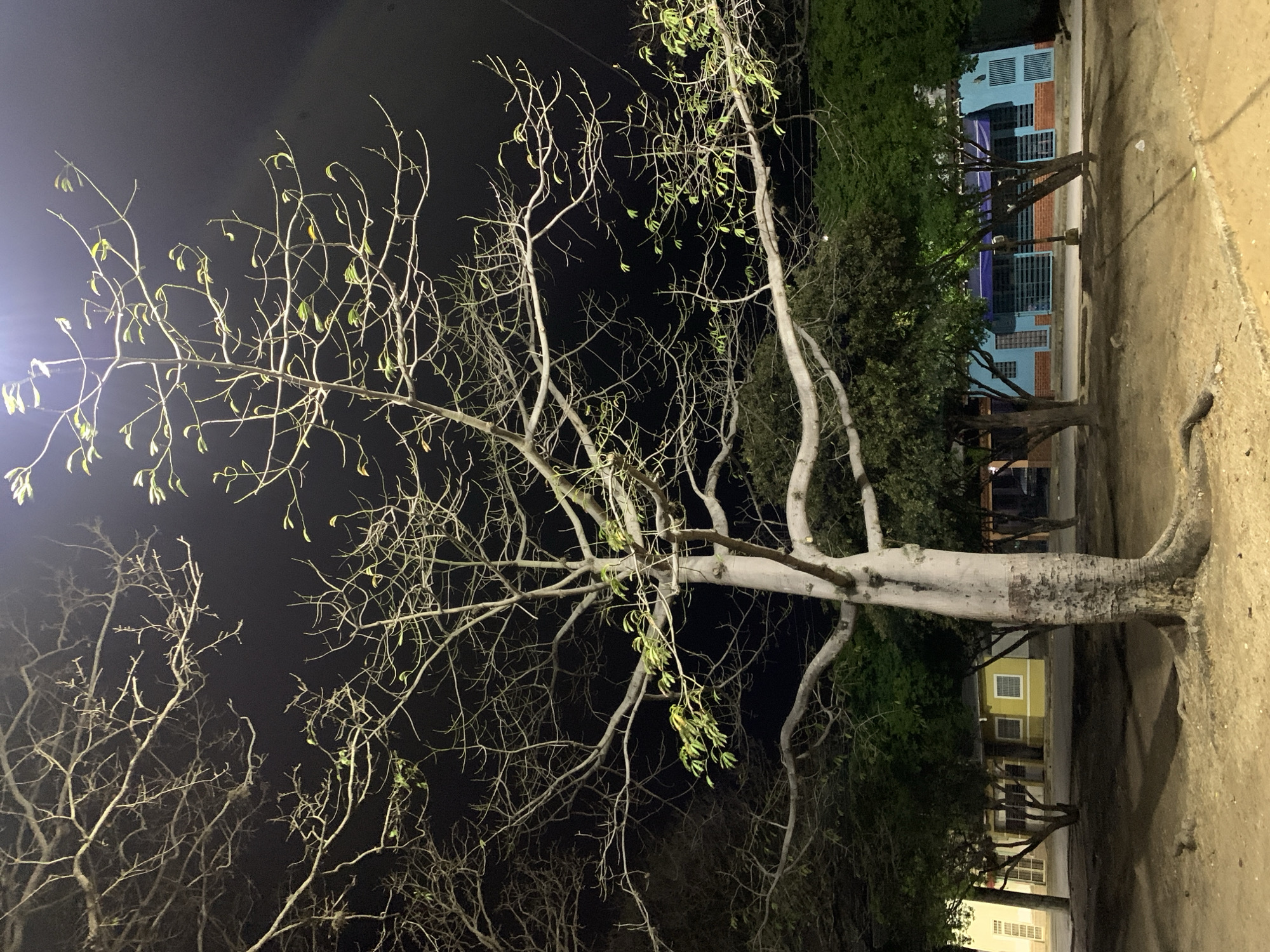 The image, oriented correctly, displays a nocturnal scene dominated by a prominent tree in the foreground. The tree features a thick, light-colored trunk, possibly white or light gray, with numerous thin, bare branches extending upwards and outwards. Some of these branches bear small clusters of light green leaves, particularly on the upper and left sides, suggesting it might be in an early leafing stage or a species with sparse foliage.
Behind the main tree, the dark night sky is visible. To the right, in the mid-ground and background, there are several buildings and more dense, dark green foliage from other trees and bushes. One notable building is light blue with what appears to be brick-red details (possibly window sills or a lower facade) and dark windows. Further back, a light yellow building with white-framed windows is partially visible, along with another lighter-toned structure.
The ground in the foreground is a light brown, sandy, or dirt surface. The scene is illuminated by artificial light, likely from streetlights, which highlights the light bark of the main tree and casts a gentle glow on parts of the background. No people or animals are present, lending a serene and quiet atmosphere to the scene. There is no visible text. The setting, with its specific architecture and vegetation, aligns with a location such as Santa Ana, Venezuela, as indicated by the context.