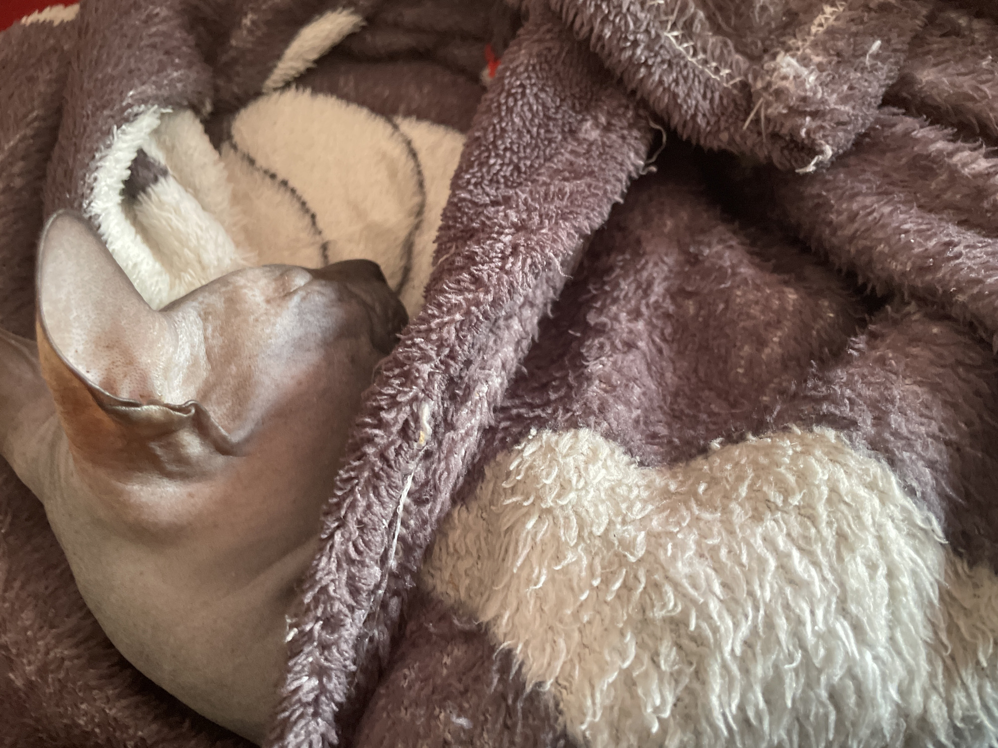 A hairless cat, likely a Sphynx breed, is nestled in a purple and white blanket. The cat's head and ears are visible on the left side of the image. The blanket appears soft and plush. The location, Ольховка, Russia, is irrelevant as the image shows an indoor scene and provides no visual clues connecting it to the city.