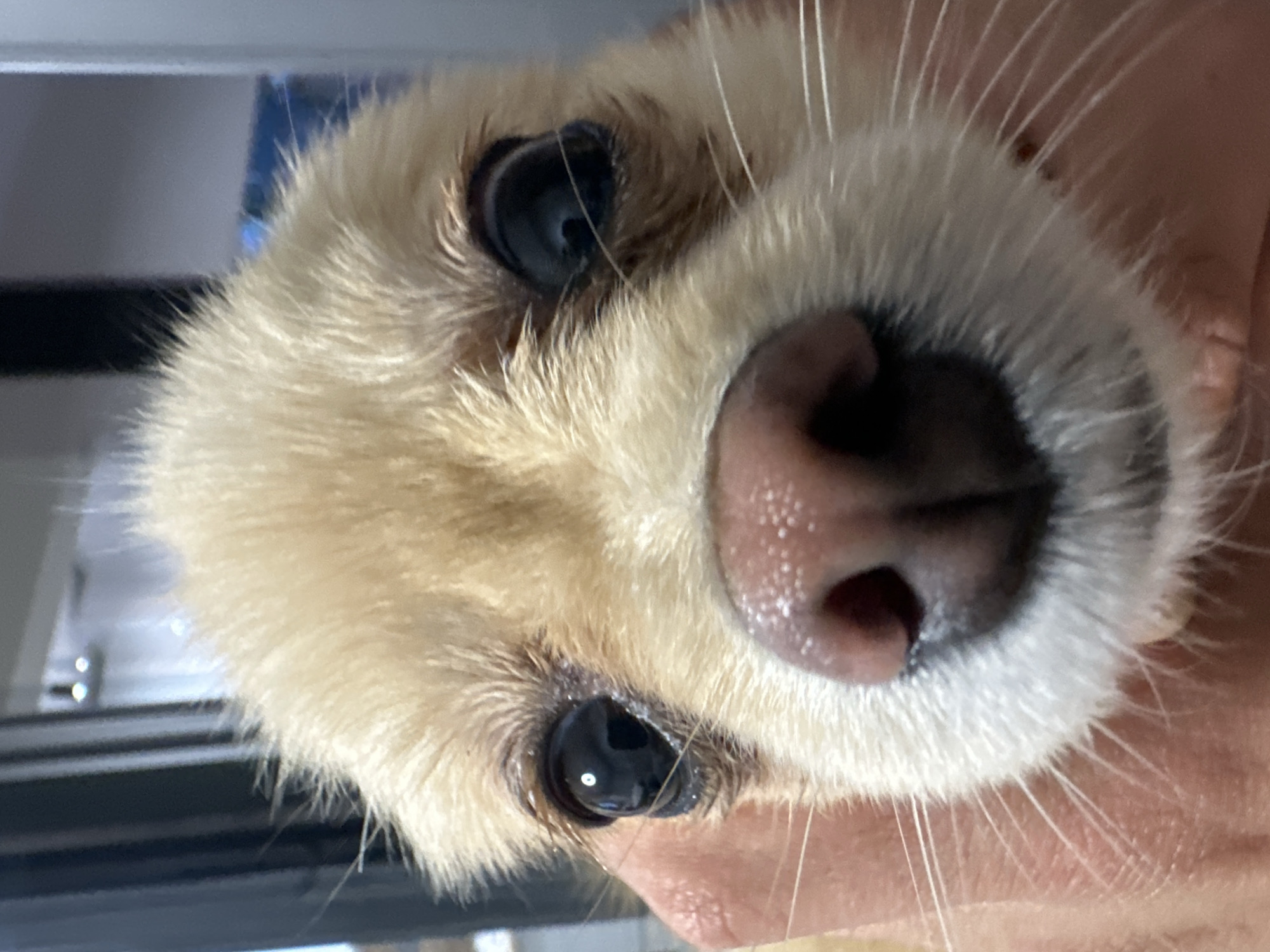 A close-up, angled portrait shows the face of a small, light-tan dog. The dog's eyes are dark and round, reflecting light. Its nose is large, pink, and slightly shiny. White whiskers protrude from the dog's muzzle. The background is blurry and indistinct, with a hint of what appears to be a window frame on the left. There is no information available in the picture to place it in the city of Stara Zagora, Bulgaria.