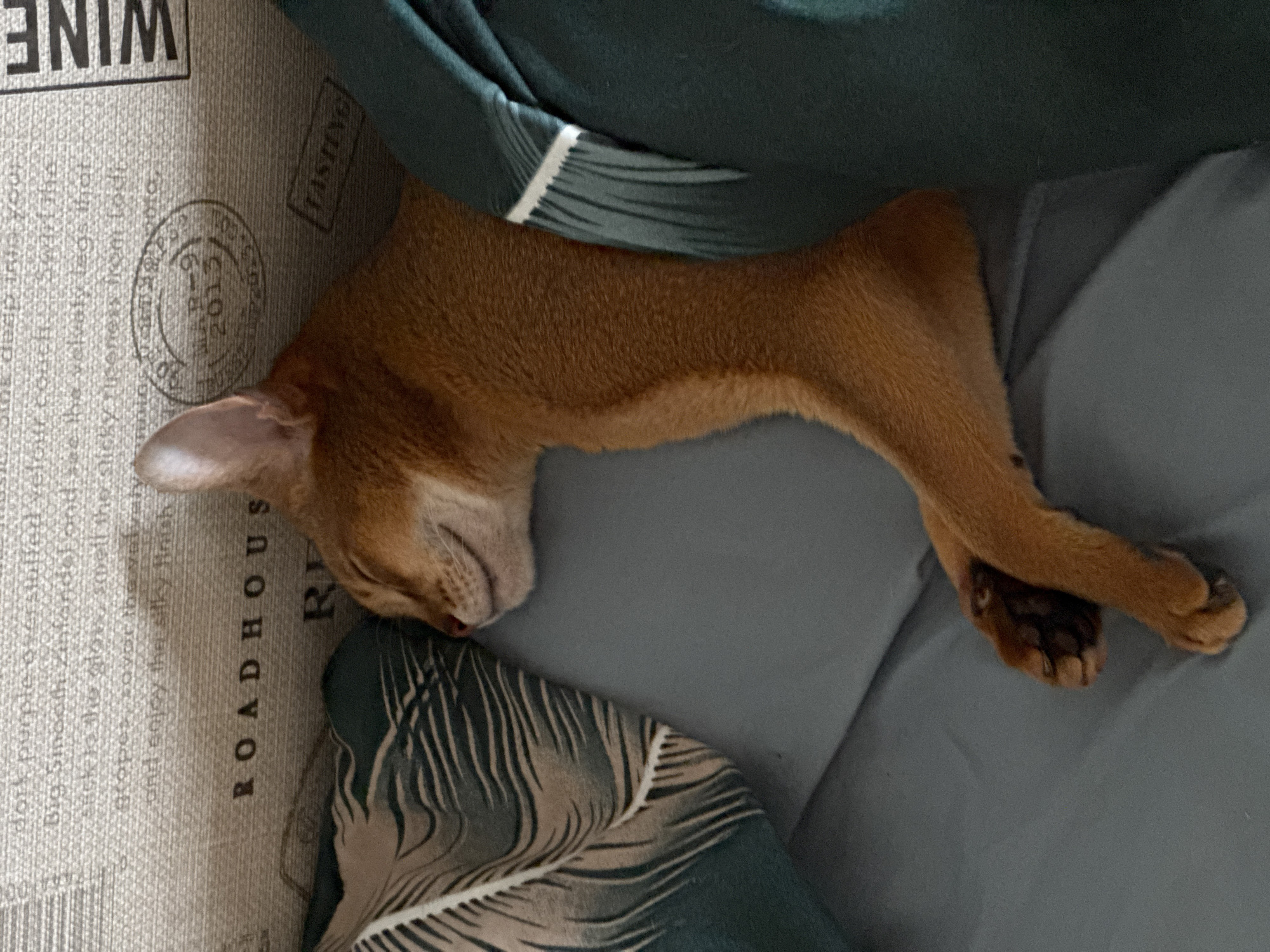 An Abyssinian cat with reddish-brown fur is captured sleeping soundly indoors. The cat is stretched out on a muted gray surface, likely a bed or couch, with its head resting on a decorative pillow. Part of its body is covered by a dark green blanket or duvet. Its eyes are closed, and its facial expression appears peaceful, indicating a state of deep rest. The front paws are tucked in, and the back paws are slightly curled, showing a relaxed posture.
The immediate surroundings include textured fabrics. To the left of the cat's head, there's a light-colored fabric, possibly part of an upholstered item or another pillow, printed with text related to wine. Visible phrases and words from this fabric include "WINE" (upside down), "TASTING", "dork purple os", "and see the velvety legs that", "no sticky ripeness from Lodi", "grapes, cover the", "and enjoy the silky finish", and "ROADHOUS" (presumably "ROADHOUSE"). A circular stamp-like graphic on this fabric clearly shows "MAR-9 2013". The patterned pillow under the cat's head displays a feather or leaf-like motif in shades of brown, green, and gray. The scene exudes a quiet and cozy ambiance, suggesting a comfortable indoor setting in Chaikovsky, Russia.