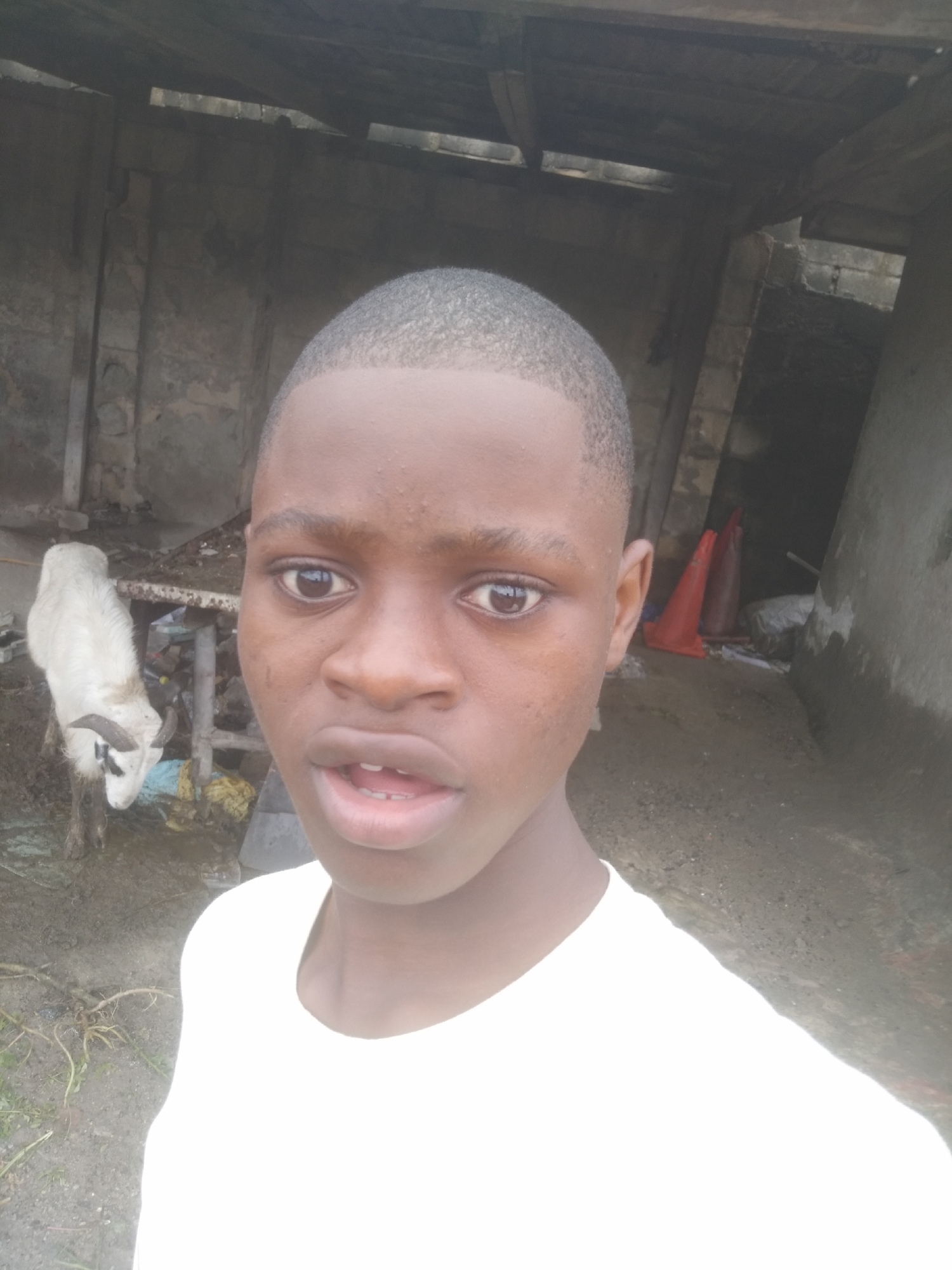 A young person with short hair and a white shirt is taking a selfie. Behind them, a white goat stands near a table. Further back, there are two orange traffic cones and what appears to be the interior of a building or shed with exposed beams. The location is Unknown, Unknown.