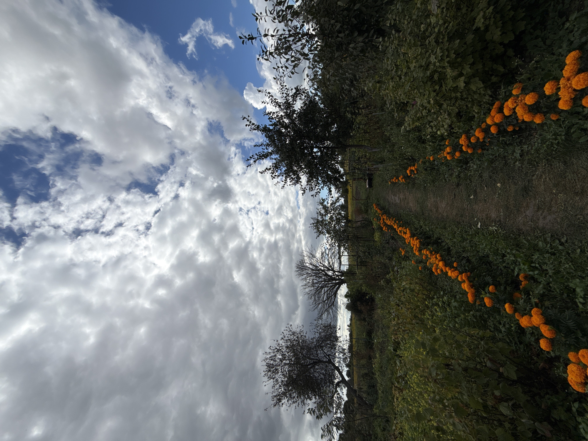 A vertical, low-angle shot depicts a dirt path lined with bright orange flowers on both sides, leading into the distance of a garden or rural area. Overhead, a dramatic sky features a mix of dark, heavy clouds and bright blue patches with scattered white clouds. Trees, some bare and others with dark foliage, are visible on either side of the path, with a fence and some agricultural structures in the background. The overall impression is that of a slightly overcast, possibly windy day in a natural or cultivated outdoor setting.