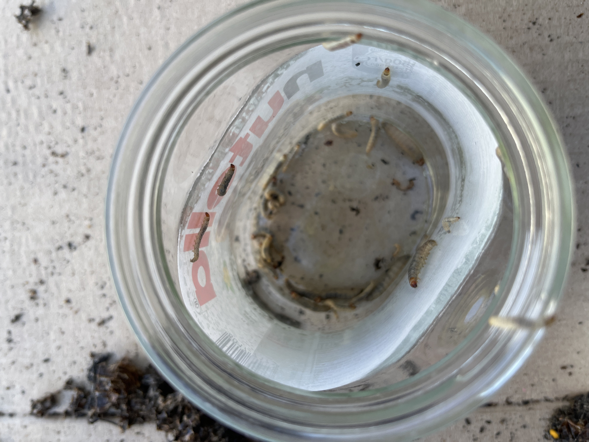 The image shows a clear glass jar with several small, light-colored larvae inside. The larvae have segmented bodies and some have reddish heads. The jar is sitting on a rough, gray surface, possibly concrete or pavement. To the left of the jar, there is a dark, clumped organic material, possibly soil and decaying plant matter. There are also scattered dark specks on the gray surface, which could be dirt or debris. The jar has some red and white markings on the inside, possibly from a label. The lighting suggests it is daytime, with shadows visible on the surface around the jar. No specific location in Myrhorod, Ukraine can be determined from the image.