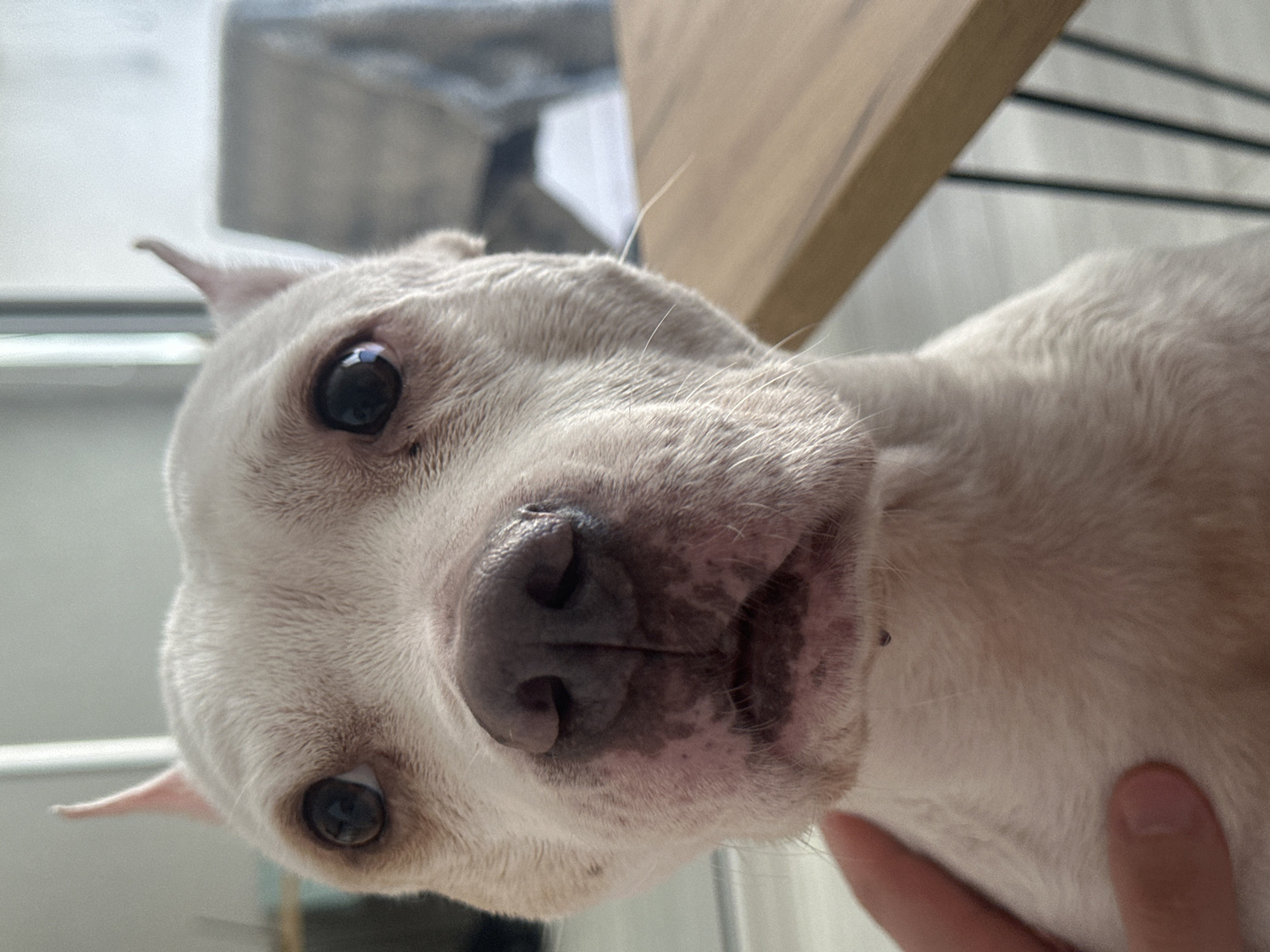 A close-up, slightly tilted shot features the expressive face of a white dog, likely a Staffordshire Bull Terrier or a similar breed. The dog has short, smooth white fur, large, dark, and attentive eyes, and a prominent dark nose. Its head is cocked to the side, conveying a sense of curiosity and engagement as it looks directly into the camera. Subtle brown or gray spotting can be seen on the skin around its muzzle, particularly on its jowls.
In the upper right background, a light-colored wooden surface, possibly a table or furniture, is visible. The background behind the dog is softly blurred, indicating an indoor setting with natural light, likely coming from a window. A human hand with light skin is visible on the lower right, gently touching the dog's chest or neck area, suggesting interaction and affection. The bright lighting indicates it is daytime. The overall mood is intimate and warm. There is no visible text. This scene takes place in Sochi, Russia.