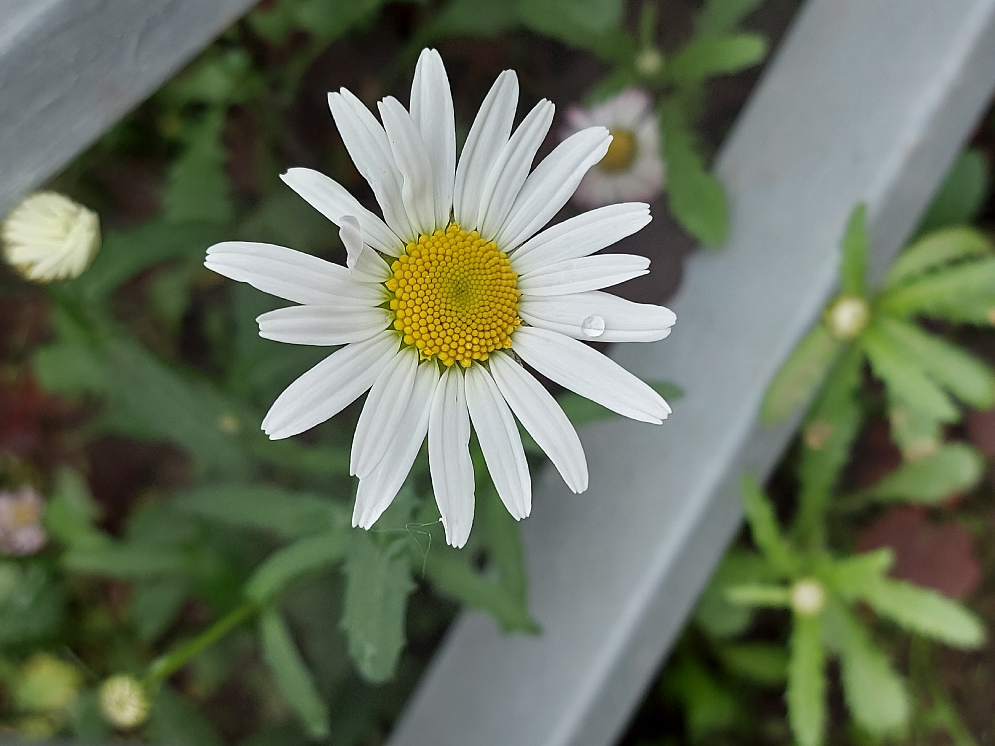 This close-up photograph, taken in Chaikovsky, Russia, features a single, vibrant white daisy-like flower as its primary subject. The flower is viewed from a slightly high-angle perspective, showcasing its radially arranged white petals and a prominent, dense yellow center composed of numerous small disc florets. A clear, spherical water droplet rests delicately on one of the white petals on the right side of the flower, indicating recent rain or morning dew.
The background is softly blurred, showing an outdoor, natural setting with lush green foliage. Several other out-of-focus flower buds or smaller, daisy-like flowers with white petals and yellow centers are visible in the background. A light grey or silver-colored metal railing or fence post traverses the frame diagonally, passing behind the main flower. The lighting suggests daytime conditions, possibly morning given the dewdrop. No human subjects or discernible text are present in the image. The scene evokes a sense of freshness and natural tranquility.