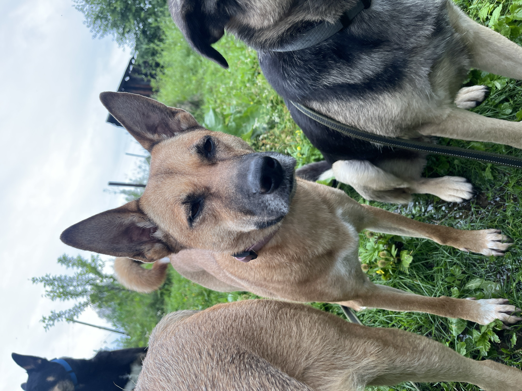 The image shows a close-up of several dogs lying on green grass, possibly in a park or backyard. The dogs are of various breeds and colors, including a tan dog in the foreground with its head tilted to the side, a darker dog with grey and black fur behind it, and a black dog with a blue collar visible at the bottom left. The setting appears to be outdoors with trees and foliage in the background. The lighting suggests it is daytime, and the grass looks wet, indicating recent rain or dew. The dogs appear relaxed and comfortable in their environment. There is no visible text in the image. The context provided indicates the location is Nizhny Tagil, Russia.