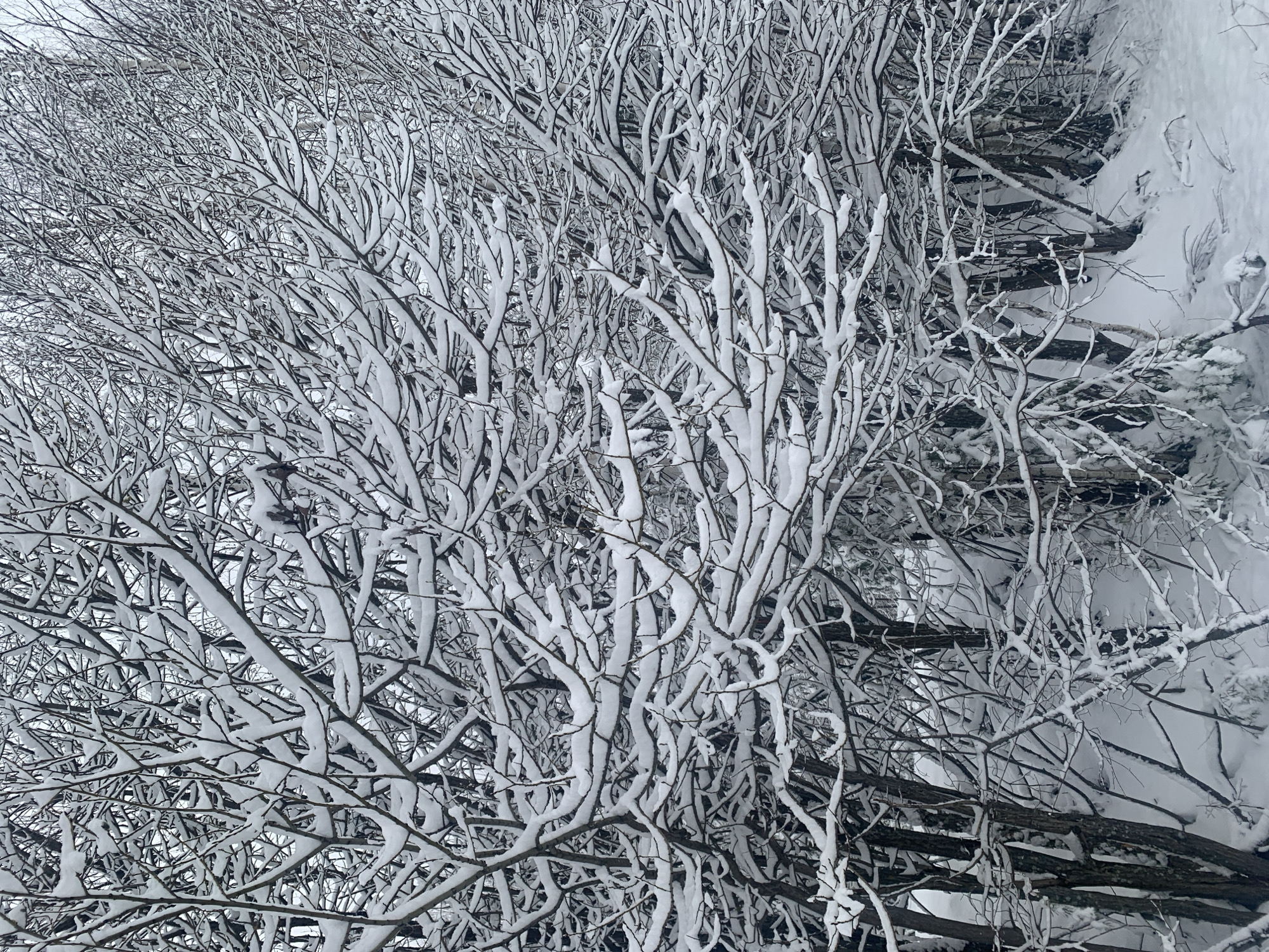 The image depicts snow-covered tree branches in what appears to be a forest or park environment. The branches are heavily laden with snow, creating a dense, interwoven pattern against a pale sky. The location is presumed to be in or near Chaikovsky, Russia. No people, objects, or animals are visible other than snow-covered trees and shrubs.