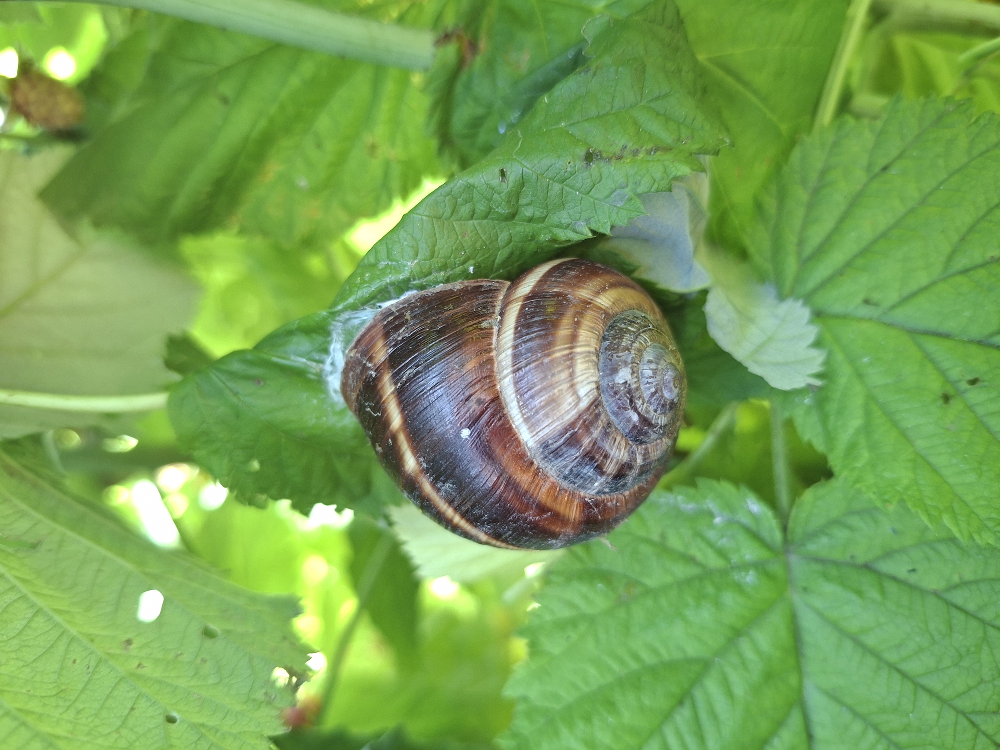 A snail is clinging to a green leaf amidst other foliage, possibly in a garden or park. The snail's shell is brown with darker spiral markings. The leaves are vibrant green, with some appearing slightly translucent due to sunlight filtering through. The overall impression is a close-up, naturalistic view of a small creature in its environment. No specific location in Gorkovskiy, Russia, can be determined from the image itself.