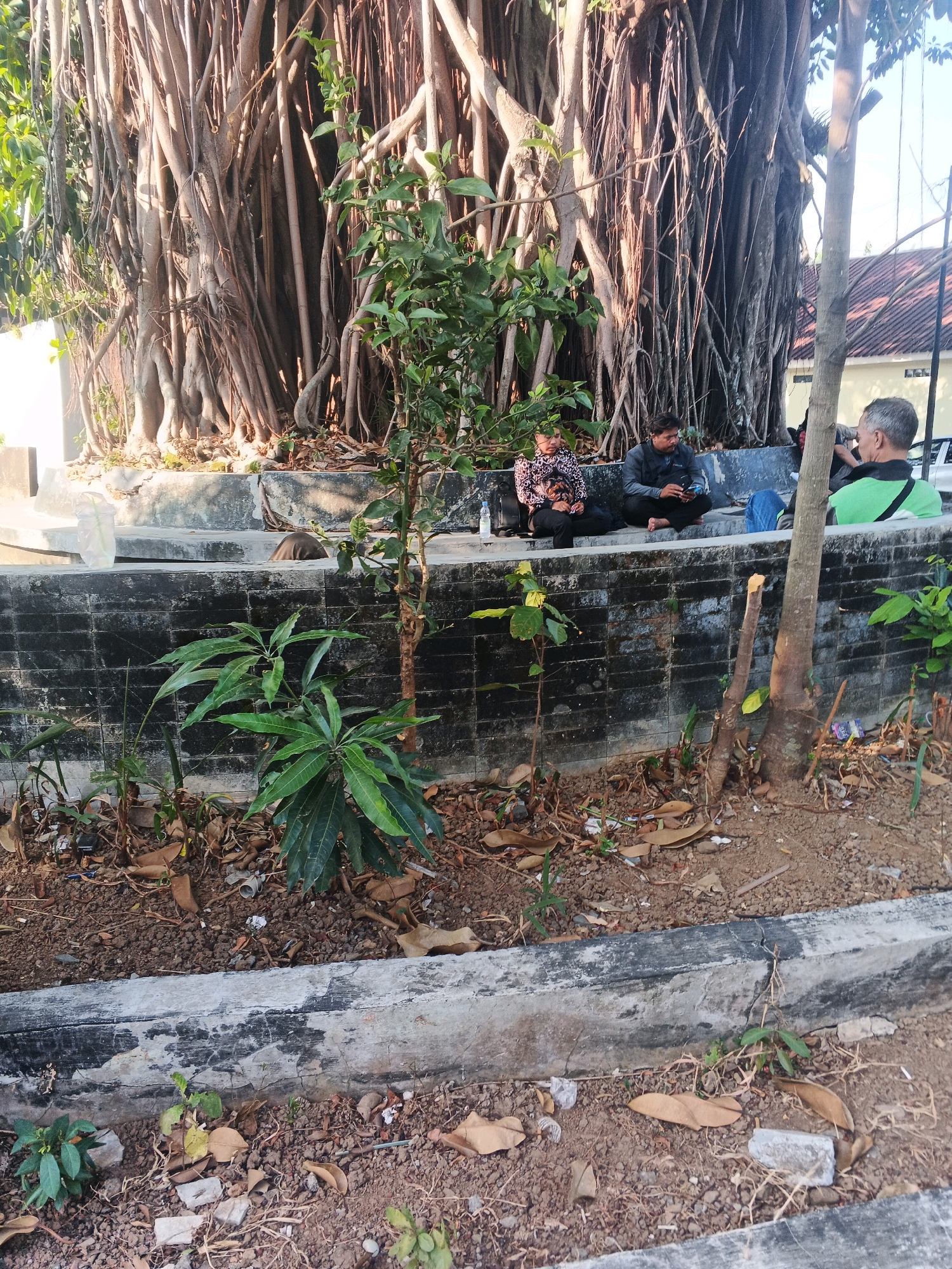 A group of people are sitting on a raised concrete ledge beneath a large banyan tree with numerous aerial roots. In the foreground, a young plant with large green leaves grows from dry soil littered with fallen leaves and debris. Behind the plant, a black brick wall forms the base of the ledge. Two men and one woman are seated on the ledge; the woman in the foreground wears a patterned top and black pants, and has a water bottle near her. A man in a dark jacket sits next to her, looking at his phone. A third person, partially obscured, sits to the right, wearing a green shirt. The large banyan tree dominates the background. This scene appears to be in Ungaran, Indonesia, likely a public space given the communal seating and large tree.