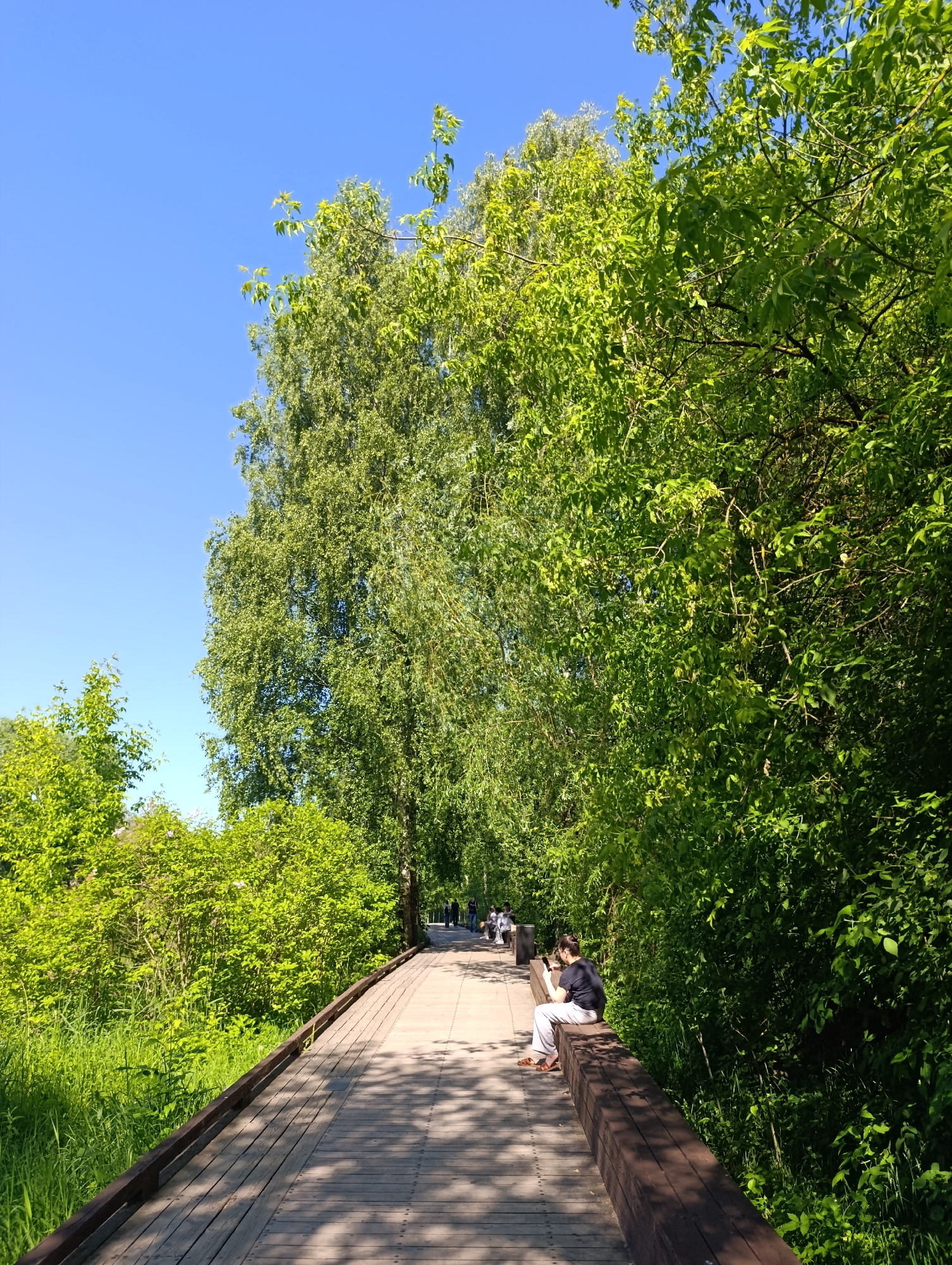 The image displays a clear, sunlit wooden boardwalk, identified as part of the Ecological Path within VDNKh (All-Russian Exhibition Center) in Moscow, Russia. The sky overhead is a uniform, bright blue, indicating clear weather. Sunlight casts sharp, dappled shadows of overhead foliage onto the wooden planks of the path.
In the mid-ground on the right, an adult figure is seated on a low, dark brown wooden barrier that borders the boardwalk. This individual wears a dark short-sleeved top, light-colored trousers, and sandals. They are actively viewing a smartphone, holding it with both hands and looking down at the screen.
The boardwalk itself is constructed from light-toned wooden planks secured with visible fasteners, extending from the foreground into the background where it gently curves to the left. Dense, vibrant green vegetation lines both sides of the path. Tall deciduous trees with extensive green canopies flank the right side, creating partial shade. On the left, a mix of green bushes, some with subtle pink blooms, and tall grass forms a lower layer of foliage, with more trees visible further back. Several other indistinct figures are visible walking or standing further along the path in the background.