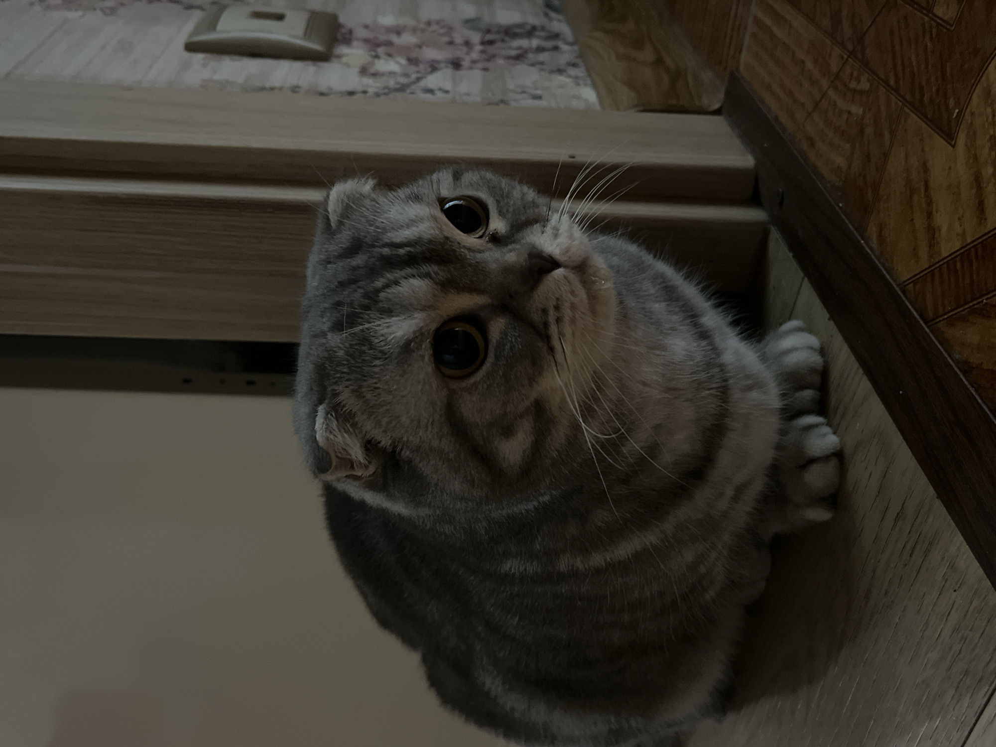 A grey Scottish Fold cat is crouched on a wooden floor next to a doorway. The cat has large, round, dark eyes and folded ears. Its fur is striped with darker grey markings. The background consists of a wall with floral wallpaper and a light-colored doorframe. There is also a light switch visible on the wall. The lighting is dim, creating shadows. The image does not provide any information about the city of Chaikovsky, Russia.