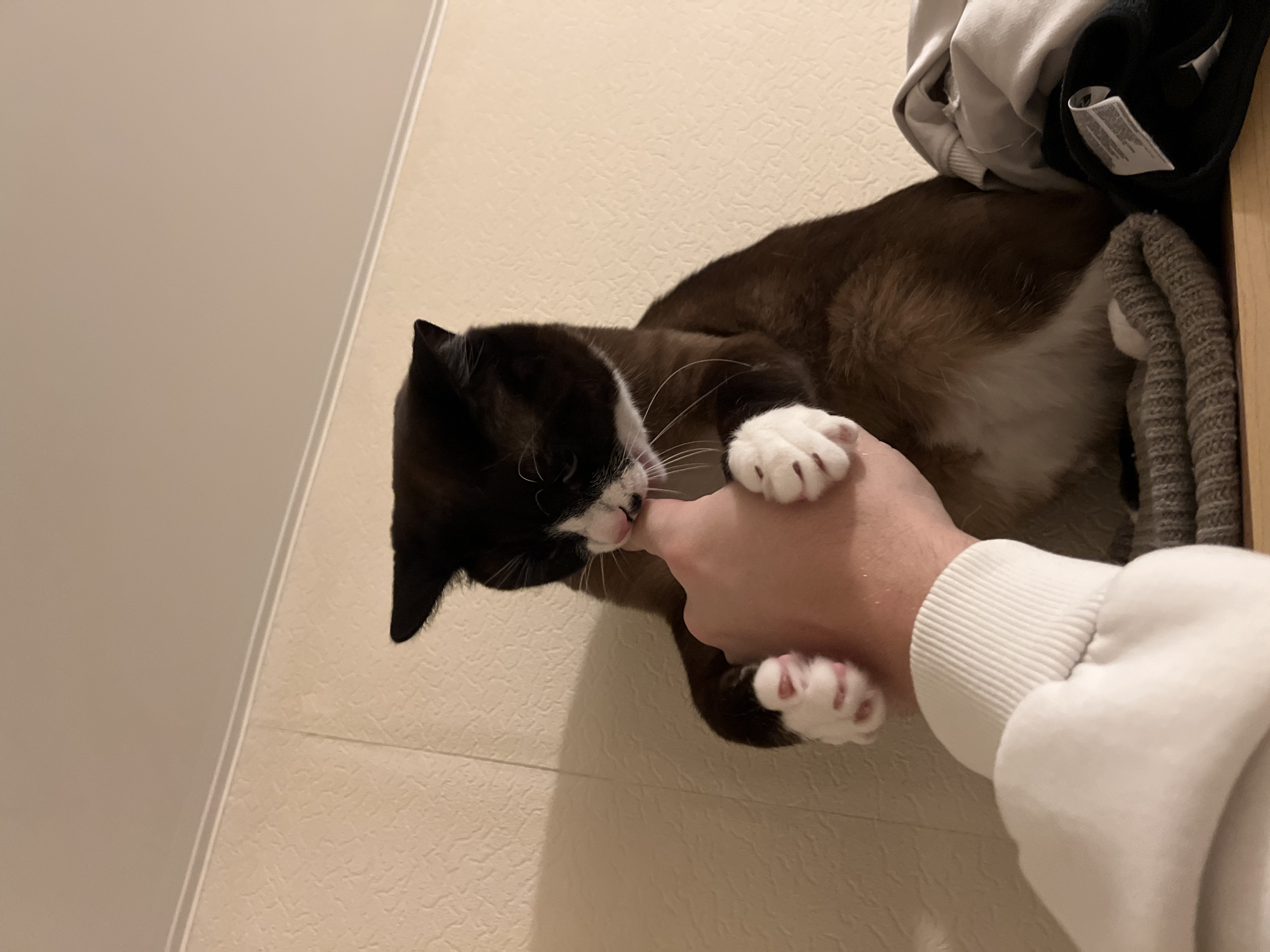A black, white, and brown cat is captured in an indoor setting in Noviy, Russia, gently interacting with a human hand. The cat has distinct black markings on its face, ears, and back, with a white muzzle and chest, and white paws. Its body transitions to a warm brown or tan color. It is positioned on a light-colored, possibly textured surface, with its head turned towards a human hand. The cat is shown nibbling or softly biting a finger extended from the hand. Its white-furred paws, with visible claws, are also resting on the hand.
The human hand is light-skinned and wears the ribbed cuff of a white long-sleeved garment, possibly a sweatshirt or hoodie. In the upper right corner of the frame, there's a pile of folded clothing or fabric, including a grey garment and a darker item with a white label, the text of which is unreadable. The background consists of light-colored walls, one with a subtle texture and another appearing plain, separated by a white trim line. The lighting suggests an indoor environment, likely under artificial light. The interaction between the cat and the hand appears playful or affectionate.