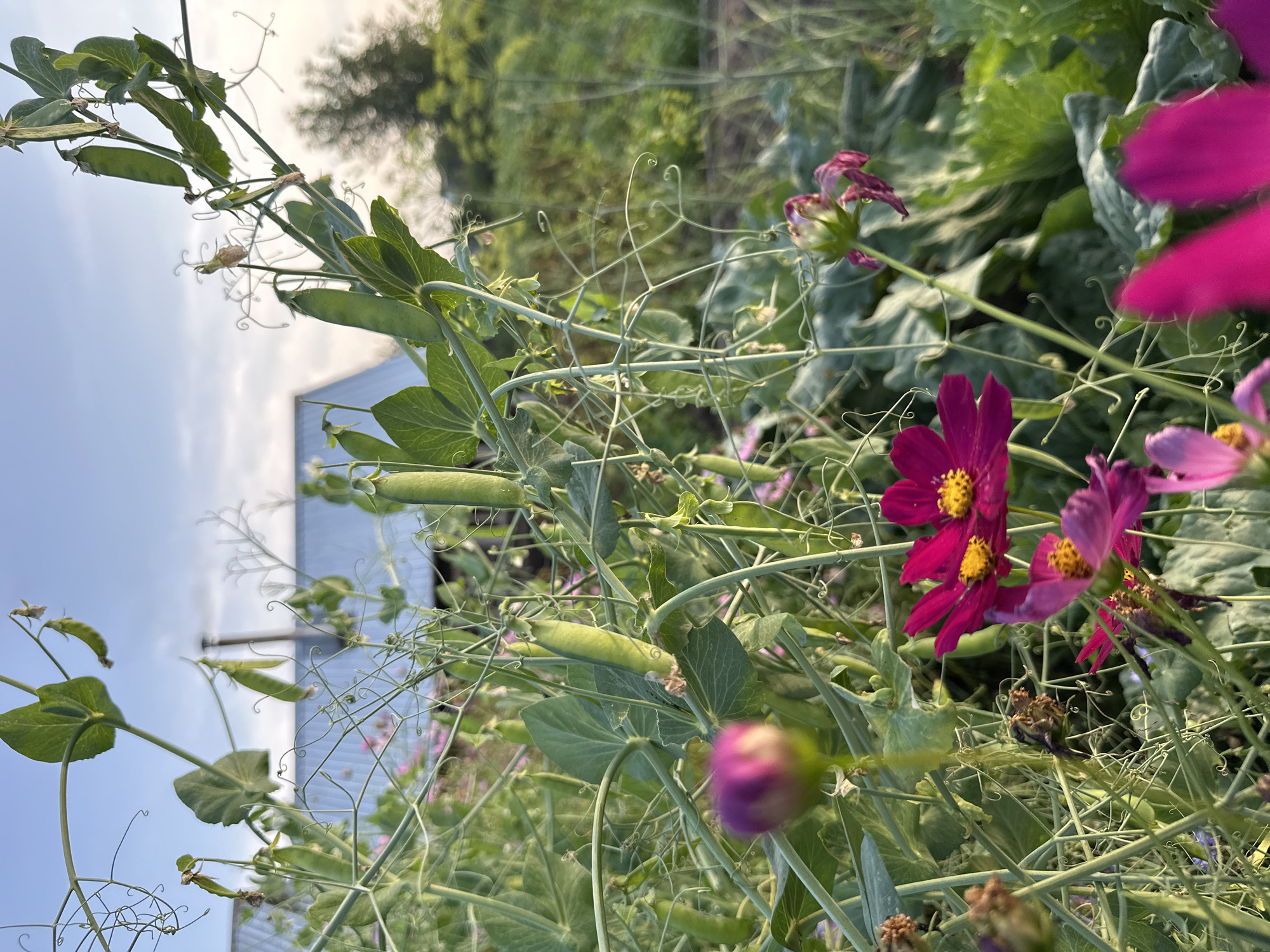 In the foreground, vibrant magenta cosmos flowers bloom amidst the lush green foliage of a pea plant. The pea plant displays several green pods, some ripe and ready for harvest. In the background, the roof of a building is visible, partially obscured by the vegetation. The sky above is a clear, pale blue with a few wispy clouds. The overall scene suggests a tranquil garden setting in the village of Sredneye Kechevo, Russia, likely during the daytime.
