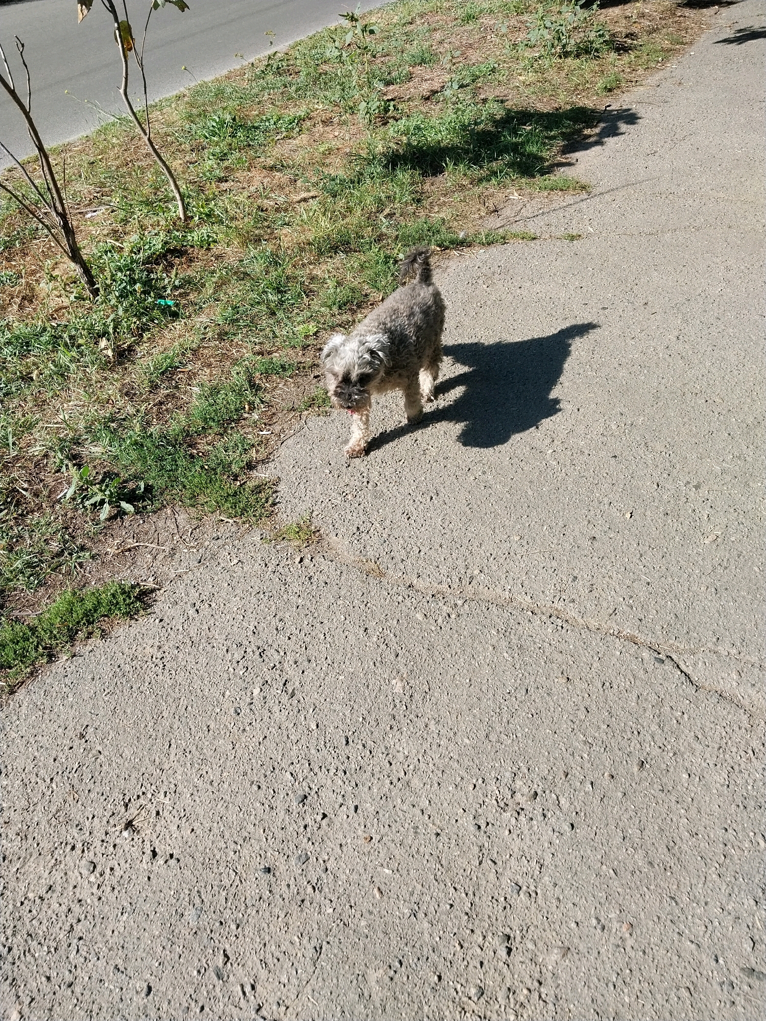 A small, shaggy gray dog is walking on a paved surface next to a grassy area with sparse vegetation. The dog is facing forward, with its tongue slightly out. A shadow of the dog is cast on the pavement. In the background, there is a paved road. The scene appears to be outdoors in a city environment, potentially Dnipro, Ukraine, given the context.