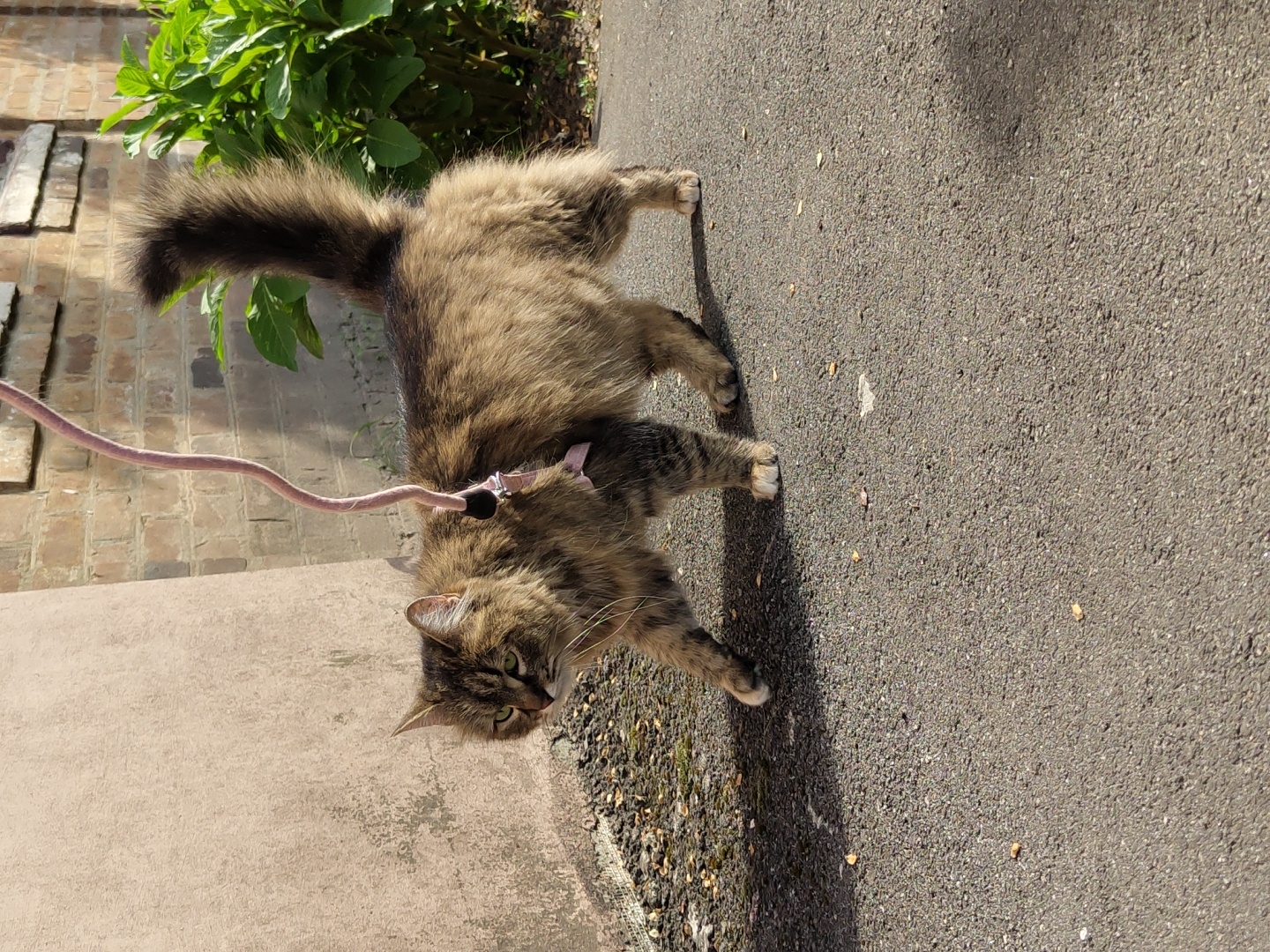 A fluffy cat on a leash stands on an asphalt surface. A building is visible on the left, and some green plants are on the top left. The location is indeterminate.