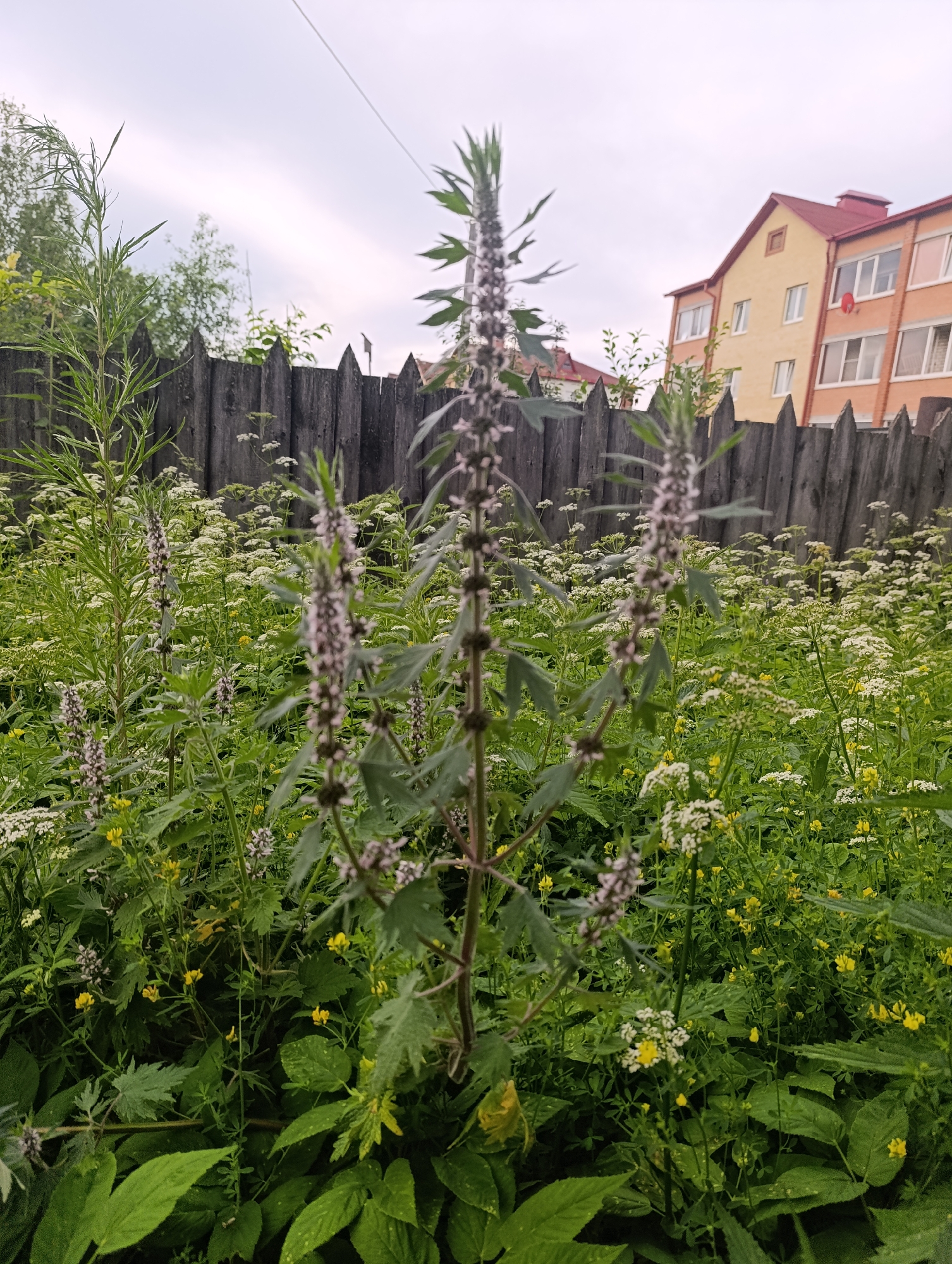 In the foreground of the image, several tall plants with spiky, light-purple flower clusters dominate the frame. The plants have dark green, serrated leaves. Behind them, a dense field of smaller white wildflowers and yellow wildflowers stretches towards a weathered, dark wooden fence with pointed tops. In the background, a light-yellow, multi-story building with a red-tiled roof is visible. The sky is overcast and pale. This scene is likely located in the city of Tugulym, Russia.