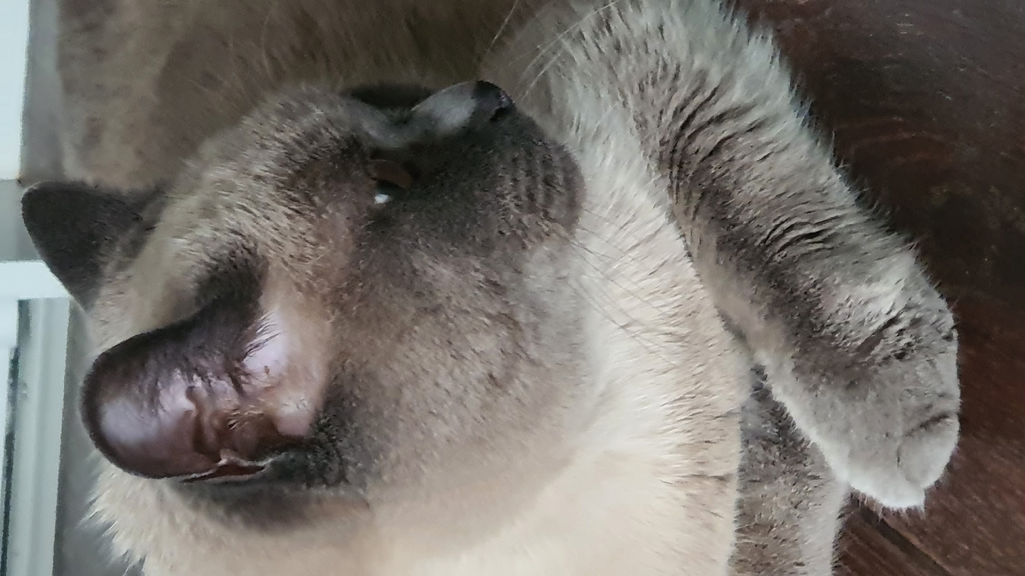 A close-up, eye-level shot shows a grey and cream colored cat lying down, facing left. The cat's left ear is visible, dark brown with some lighter markings. Its head is turned to the left, with its right eye visible and looking slightly upwards. Its left paw is resting on a dark, wooden surface. The background is blurred and out of focus, appearing to be a white wall or furniture. There are no people or other animals visible in the image. There is no information within the image that indicates it is located in Krasnoyarsk, Russia.