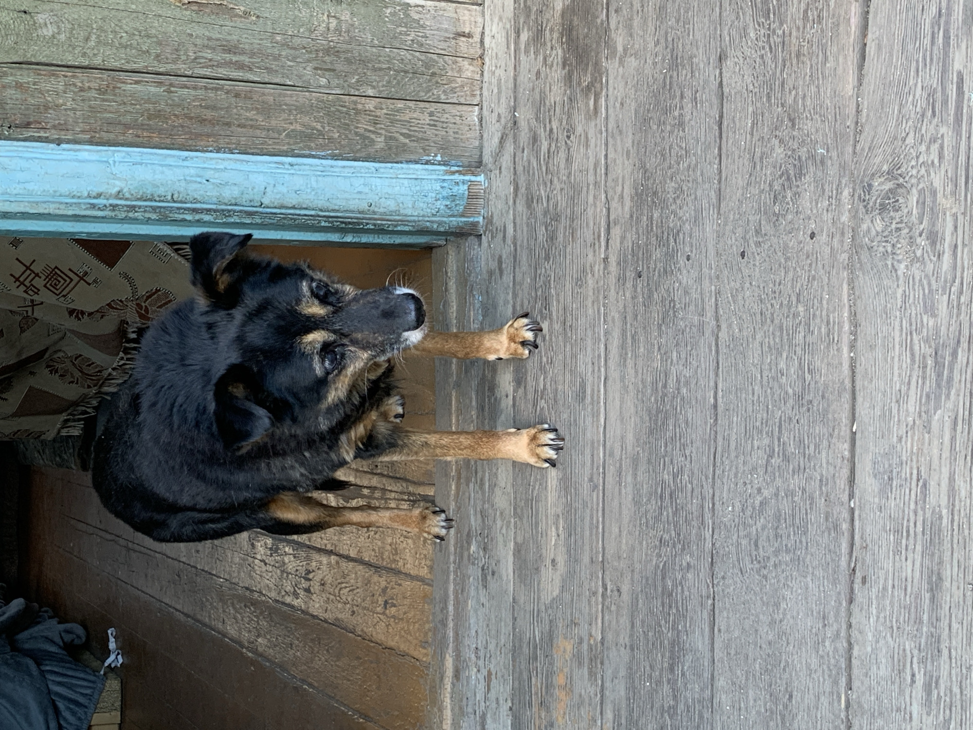 A medium-sized, mixed-breed dog with black and tan fur stands on a weathered wooden porch, partially framed by a blue door. The dog appears to be aging, with grey fur around its muzzle and eyes. Its paws are visible on the rough, planked surface of the porch. In the background, through the open doorway, a patterned textile is visible, suggesting an indoor space. The overall scene evokes a sense of a rural or suburban setting, potentially in Belogorsk, Russia, given the context. The lighting suggests it is daytime.