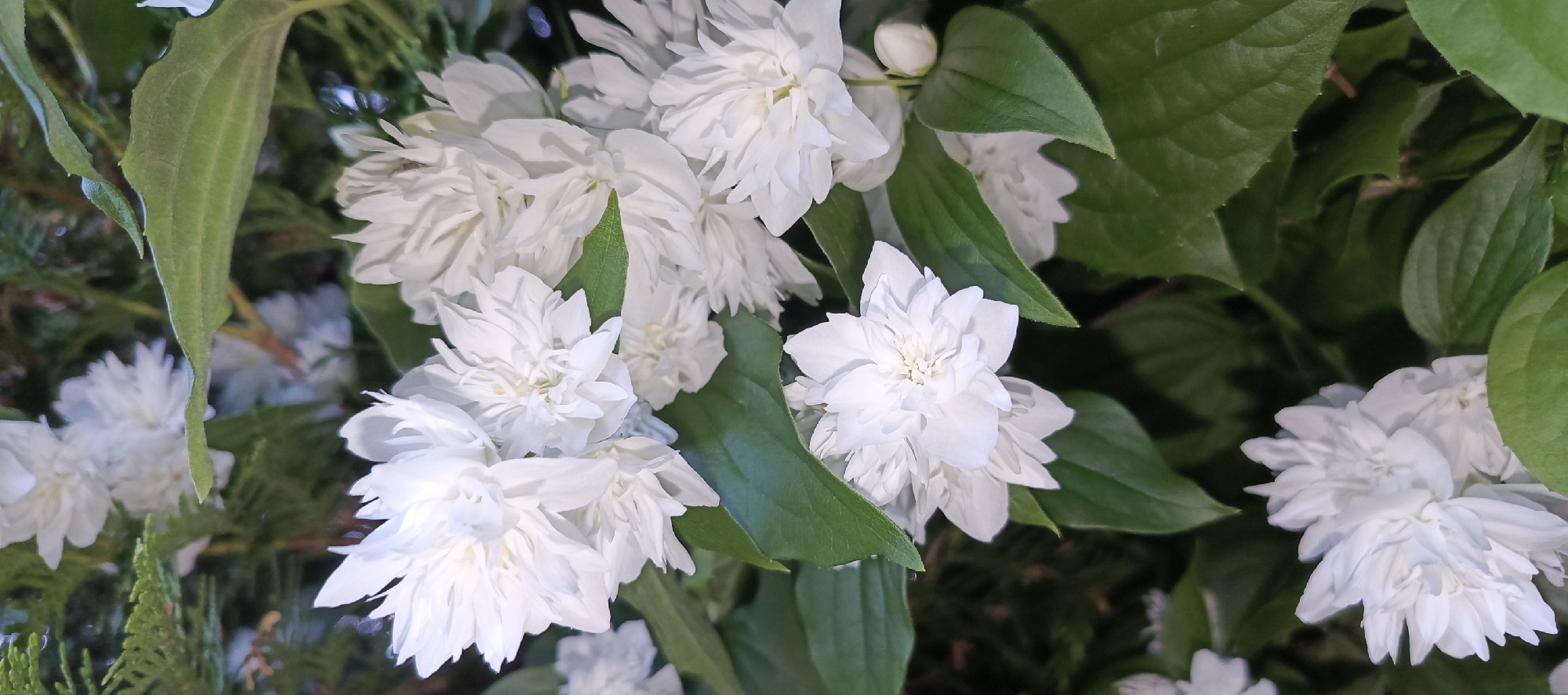 The image shows a close-up view of a bush with white, double-flowered blossoms and green leaves. The flowers are densely packed with multiple layers of petals, giving them a ruffled appearance. Some buds are also visible. The foliage is lush and green, with some darker, needle-like branches visible in the background, suggesting a mix of plant types. The lighting appears natural, with some shadows indicating an outdoor setting. The image does not contain any information that would allow for the identification of a specific location within Merchalovo, Russia, nor does it depict any people or actions.