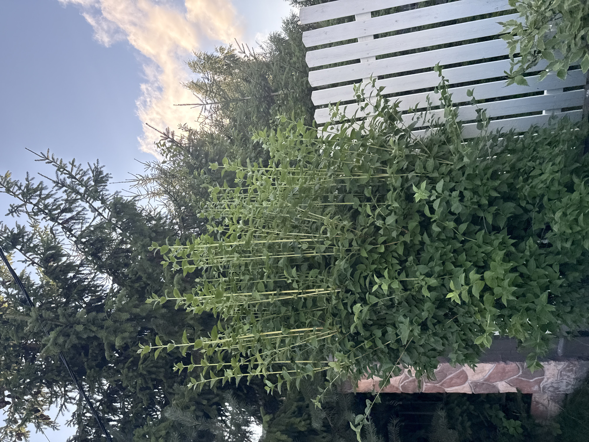 The image captures an outdoor scene in Yukki, Russia, featuring a lush green bush with tall, slender stalks in the foreground. Behind the bush, a white picket fence runs horizontally across the frame. The background is dominated by tall evergreen trees, possibly spruce or fir, with some branches reaching towards a pale blue sky with scattered clouds. The lighting suggests it is either early morning or late afternoon, with soft sunlight illuminating the clouds and parts of the foliage. To the left of the bush, a section of a stone wall is visible, constructed with irregularly shaped, pinkish-brown stones. There are no people or animals present in the image.