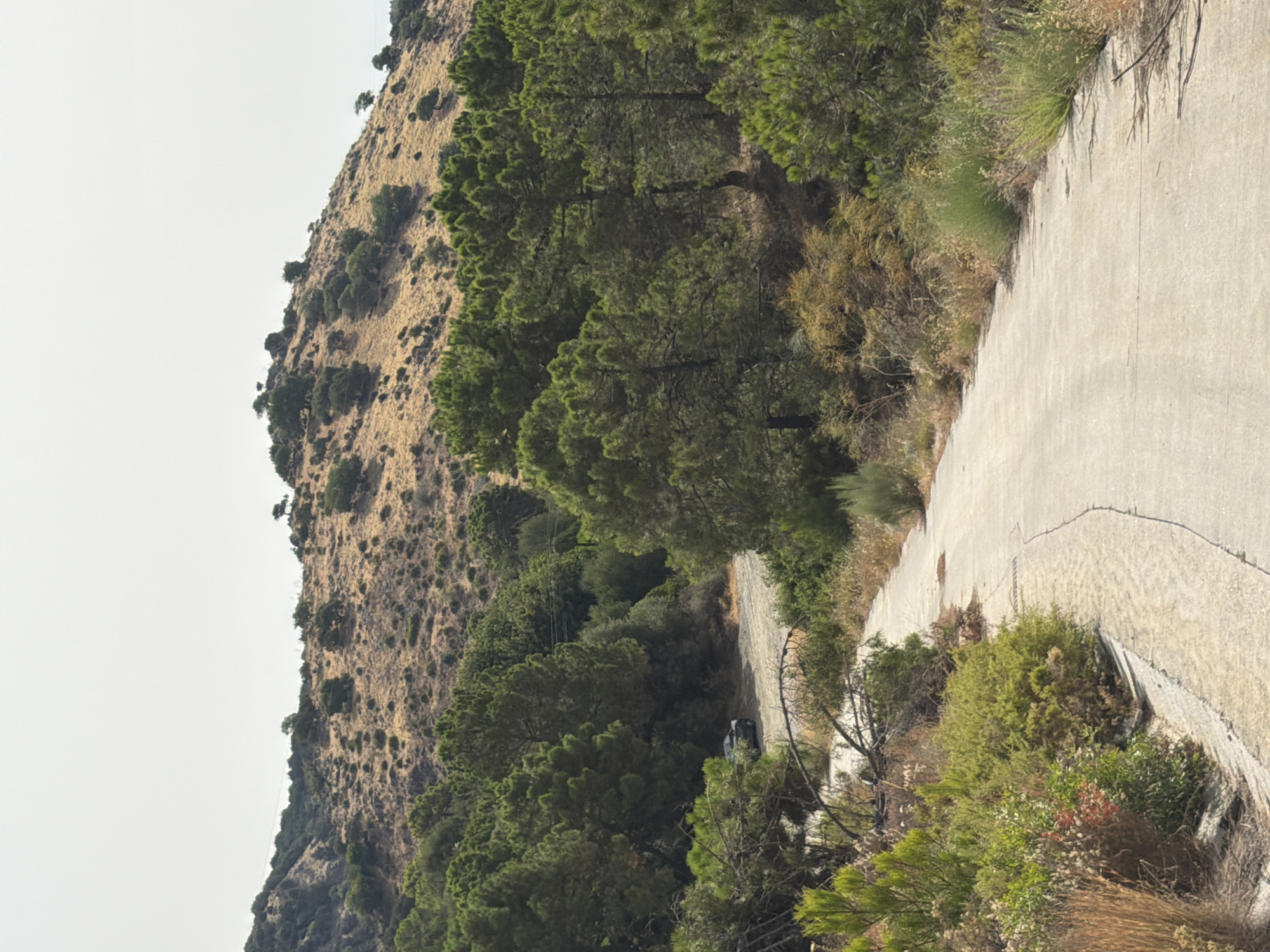 The image depicts a paved road winding through a hilly, vegetated landscape. The road is cracked and weathered, suggesting it is an older or less-maintained route. On the left side of the road, a steep, dry, and rocky hillside is covered with sparse, dry vegetation and scattered evergreen trees. The right side of the road is bordered by a dense growth of trees, primarily pine trees with their characteristic needle-like foliage, and a variety of smaller shrubs and dry grasses. The overall impression is a natural, somewhat wild setting.
The scene appears to be a daylight shot, with the sun casting shadows, though the exact time of day is not clearly discernible. The sky is bright and mostly clear, suggesting fair weather. The vegetation indicates a Mediterranean climate, consistent with the provided location context of Benahavís, Spain. The terrain is rugged and elevated, hinting at a mountainous or hilly region.
A dark-colored vehicle, possibly an SUV, is visible parked or driving on a narrower, unpaved path branching off from the main road, partially obscured by trees. There are no people clearly visible in the image. The mood evoked is one of solitude and natural beauty, perhaps of a remote or less-traveled area. No text is visible in the image.