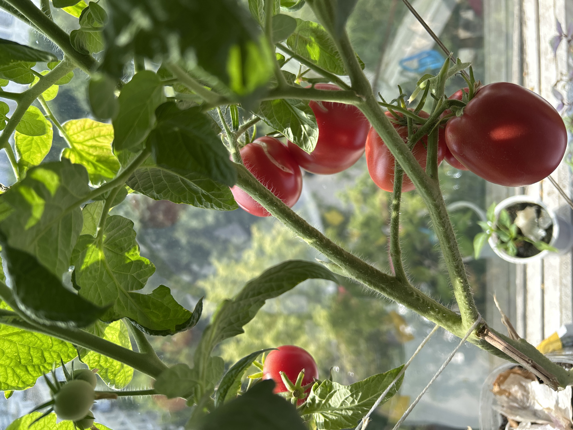 An indoor tomato plant, likely on a windowsill, displays several ripe red tomatoes and one unripe green tomato. The plant is supported by thin white twine. In the background, a blurred outdoor scene is visible, suggesting an urban environment, possibly Moscow, Russia, given the architecture and greenery. There are no people or animals present. The lighting indicates it is daytime.