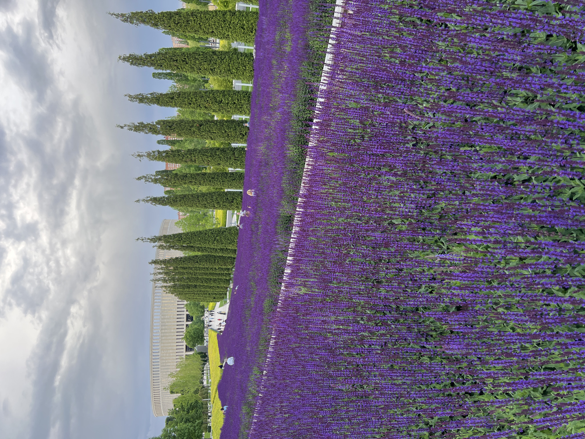 The image depicts a field of blooming purple flowers with a row of columnar trees in the city of Krasnodar, Russia. The field stretches towards the horizon, bordering a walking path with people strolling along it. In the background, there is a stadium. The sky is overcast.