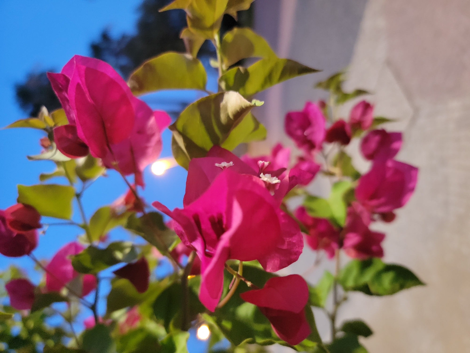 An upward-angle, close-up shot captures a branch of vibrant fuchsia bougainvillea flowers, some in sharp focus, others softly blurred, against a twilight sky. The flowers, characteristic of Quarteira, Portugal's coastal flora, are illuminated by an unseen light source, casting subtle highlights and shadows. The background is a soft gradient of deep blue sky transitioning to muted grey, with the faint outlines of trees and streetlights suggesting an urban setting. In the foreground, blurred green leaves and the textured surface of a paved walkway are visible.